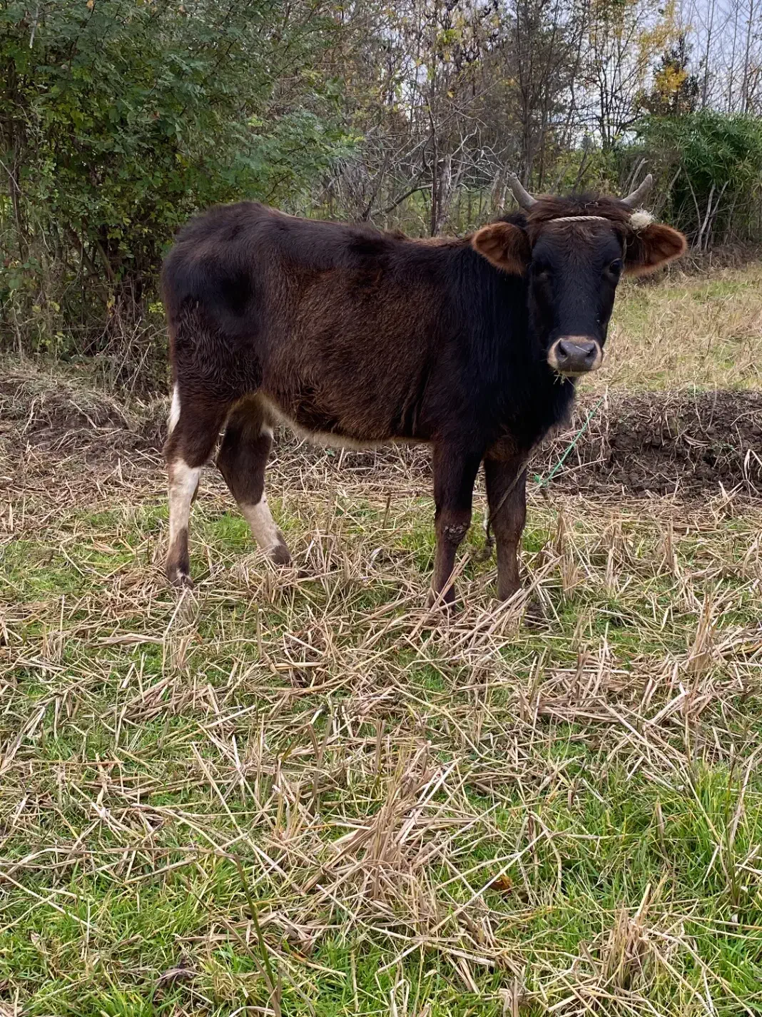 لیشه دورگ محلی اصیل|حیوانات مزرعه|ضیابر, |دیوار