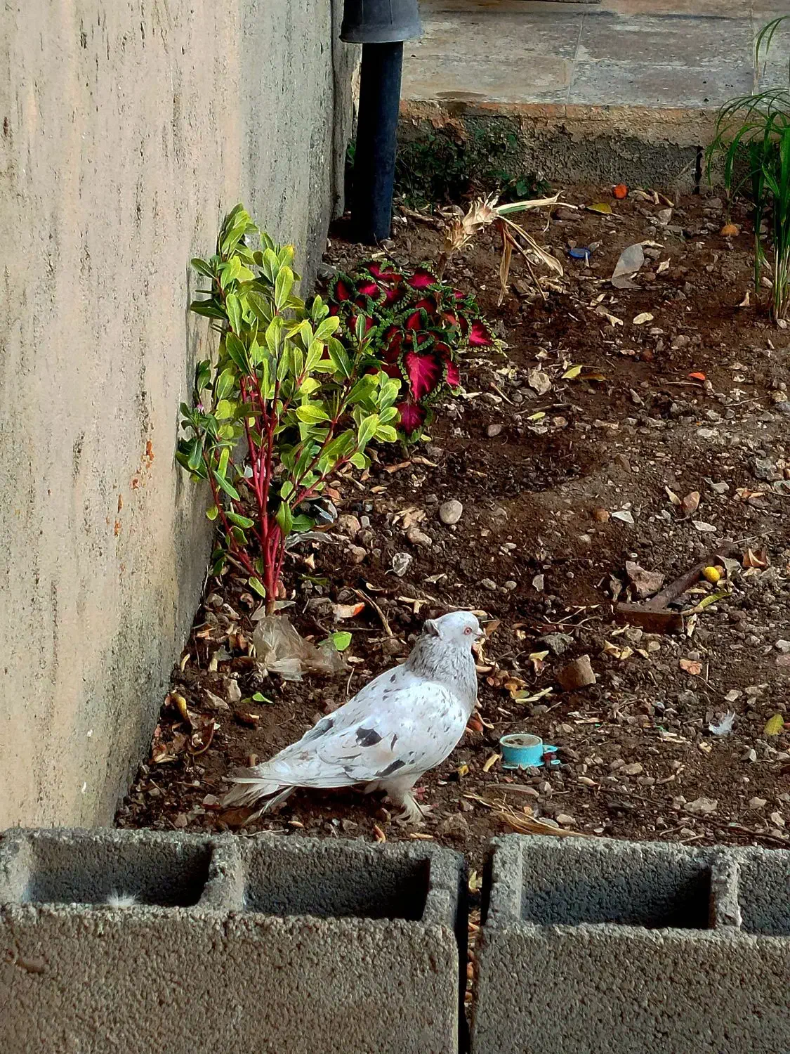 کبوتر سرور|پرنده|دوگنبدان, |دیوار