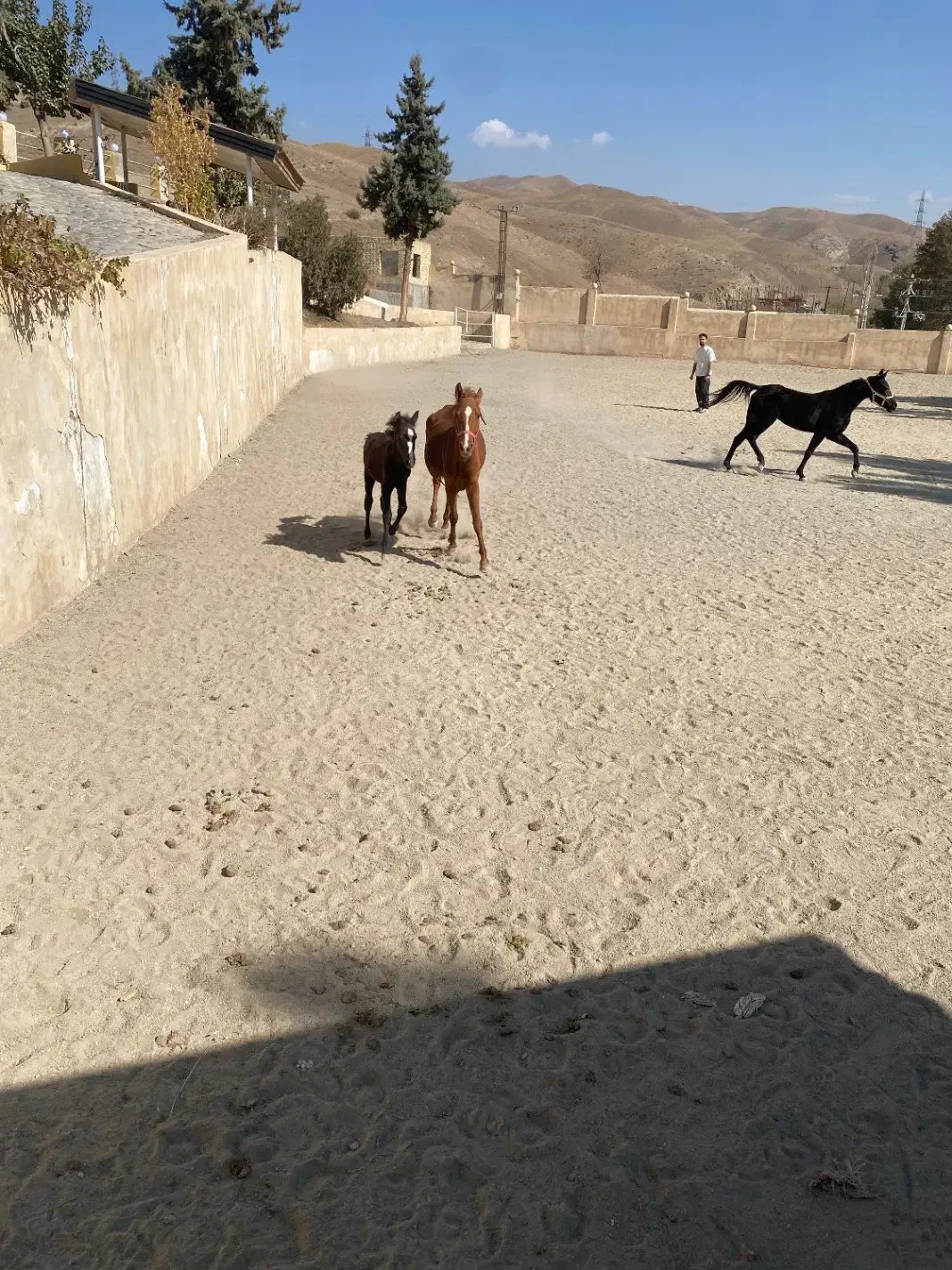 یک اسب مادیون وکره قیمت پایین|اسب و تجهیزات اسب‌سواری|کرج, کوی کارمندان شمالی|دیوار