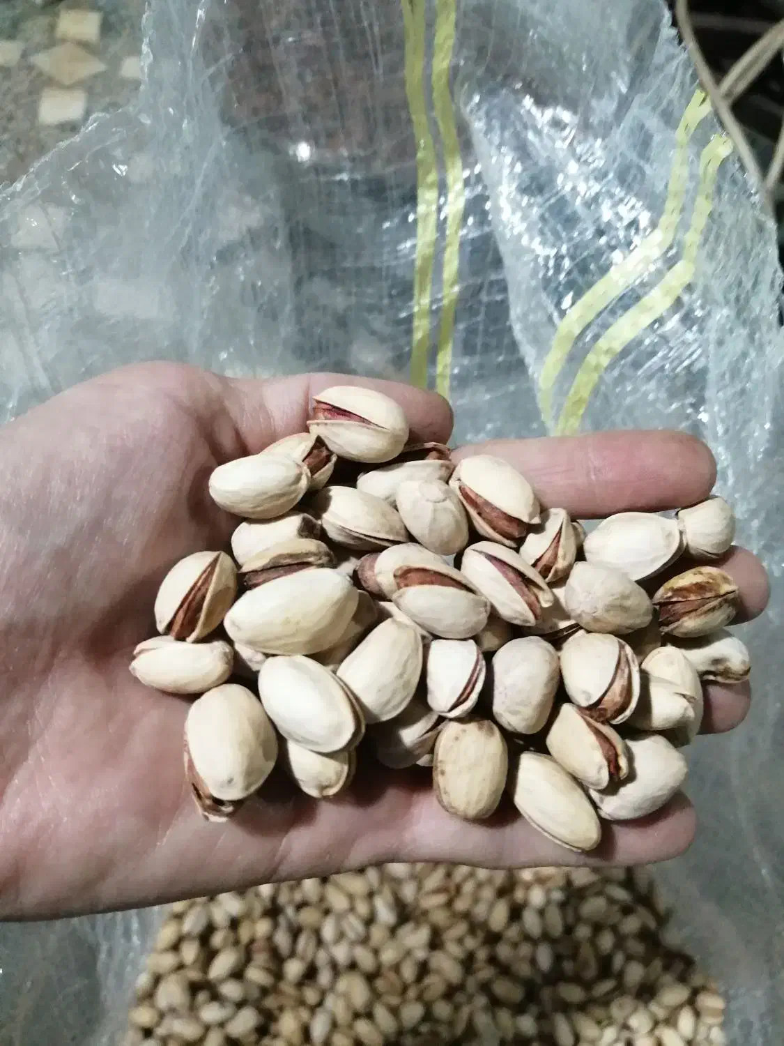 پسته خام|خوردنی و آشامیدنی|راهگان, |دیوار