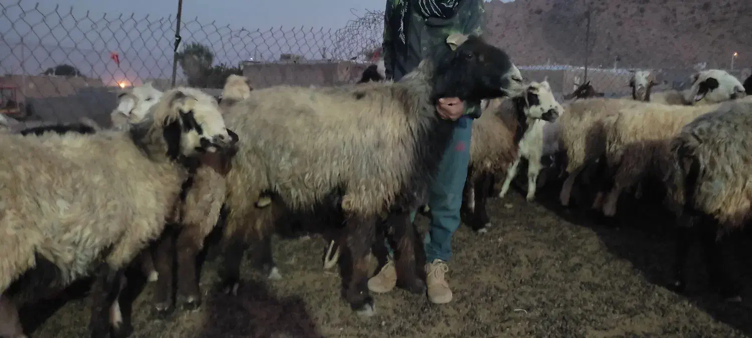 فروش قوچ|حیوانات مزرعه|سده (فارس), |دیوار