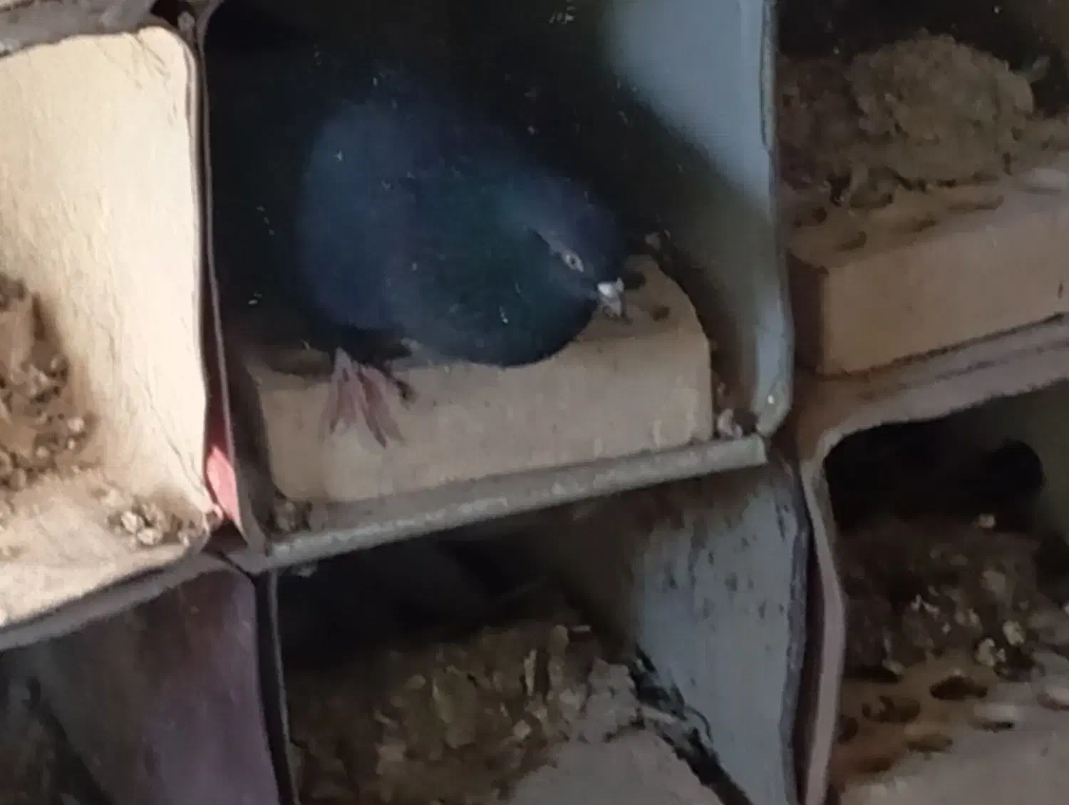 کبوتر چشم نوک|پرنده|بابا حیدر, |دیوار