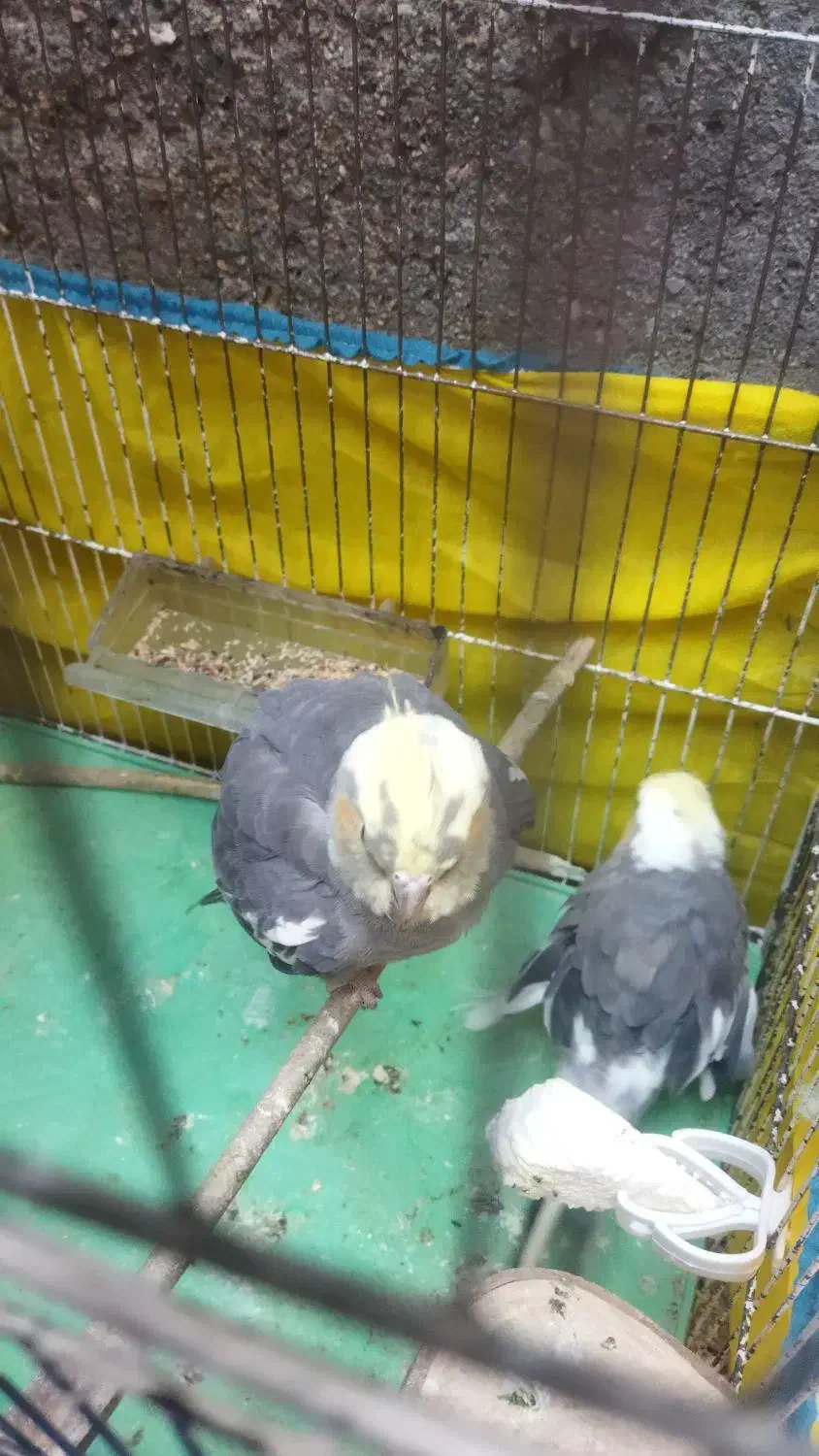 عروس هلندی|پرنده|قره ضیاالدین, |دیوار