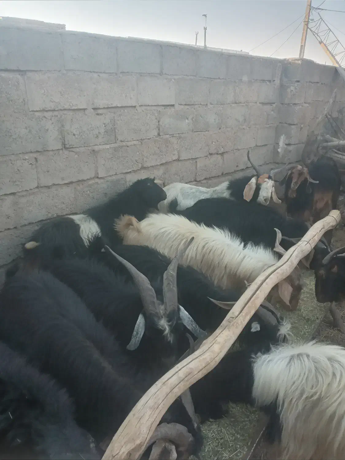 ۱۲راس‌پازن هم برای بذری خوبه هم برای پرواربندی|حیوانات مزرعه|نی‌ریز, |دیوار