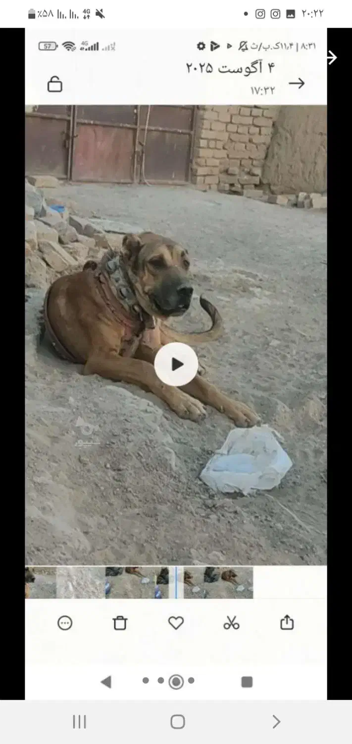 توله چهارده ماهه سروکله دار و درشت و ذات خوب|سگ|کاشمر, |دیوار