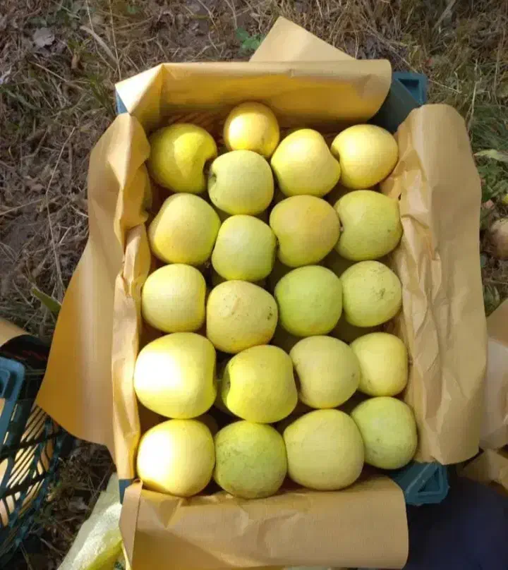 فروش 60 تن سیب قرمز و سفید|حراج|میاندوآب, |دیوار