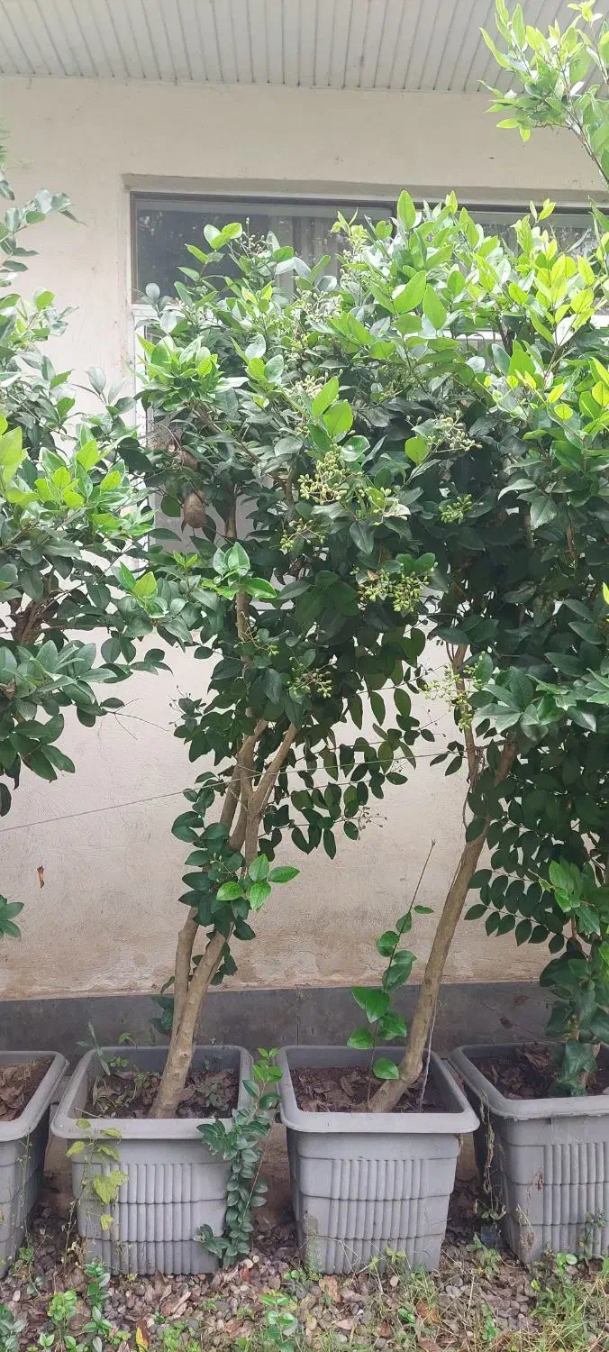یاس هلندی گلدان ۵۰|گل و گیاه طبیعی|سنگر, |دیوار