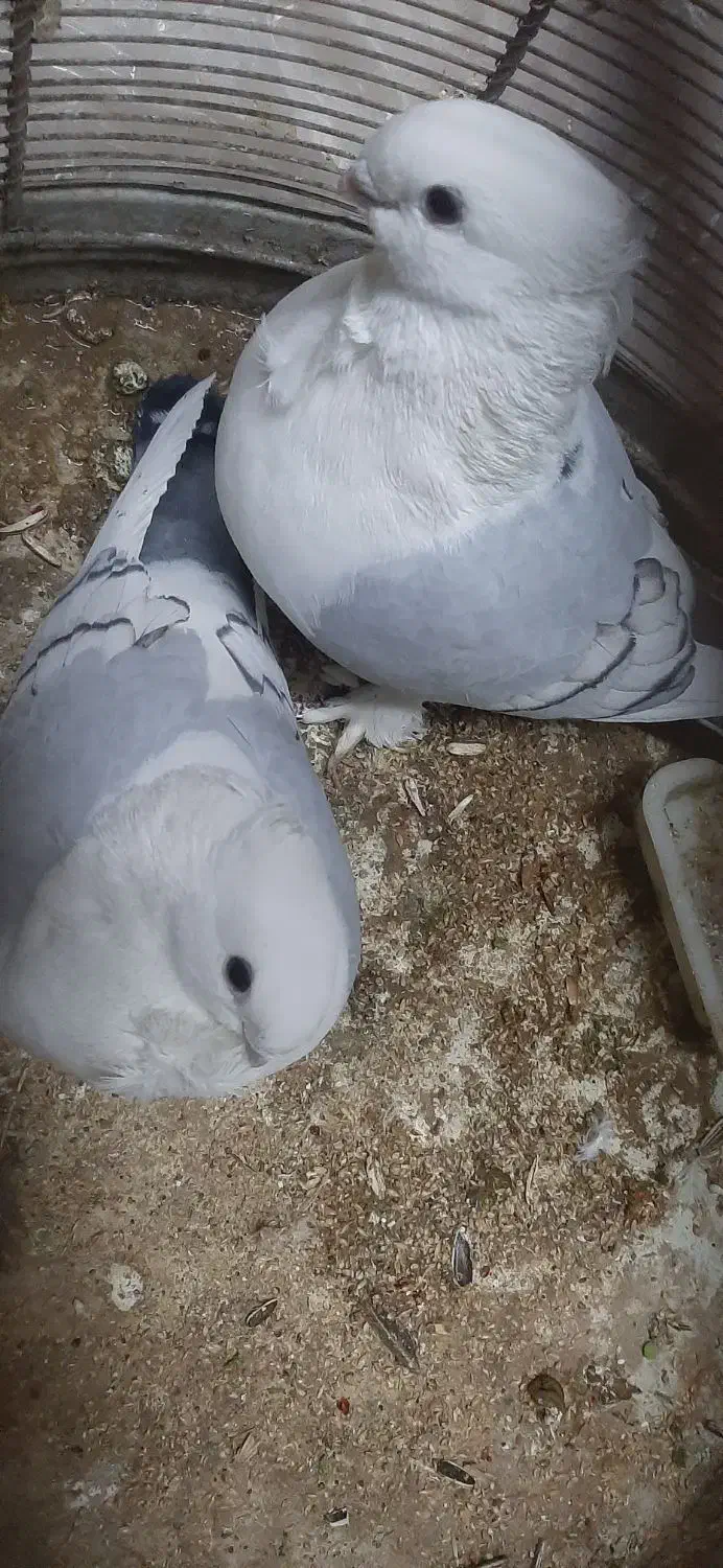 کبوتر ساتن|پرنده|اصفهان, شاهد|دیوار