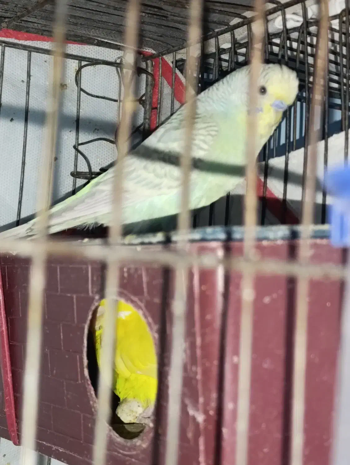 مرغ عشق|پرنده|فسا, |دیوار