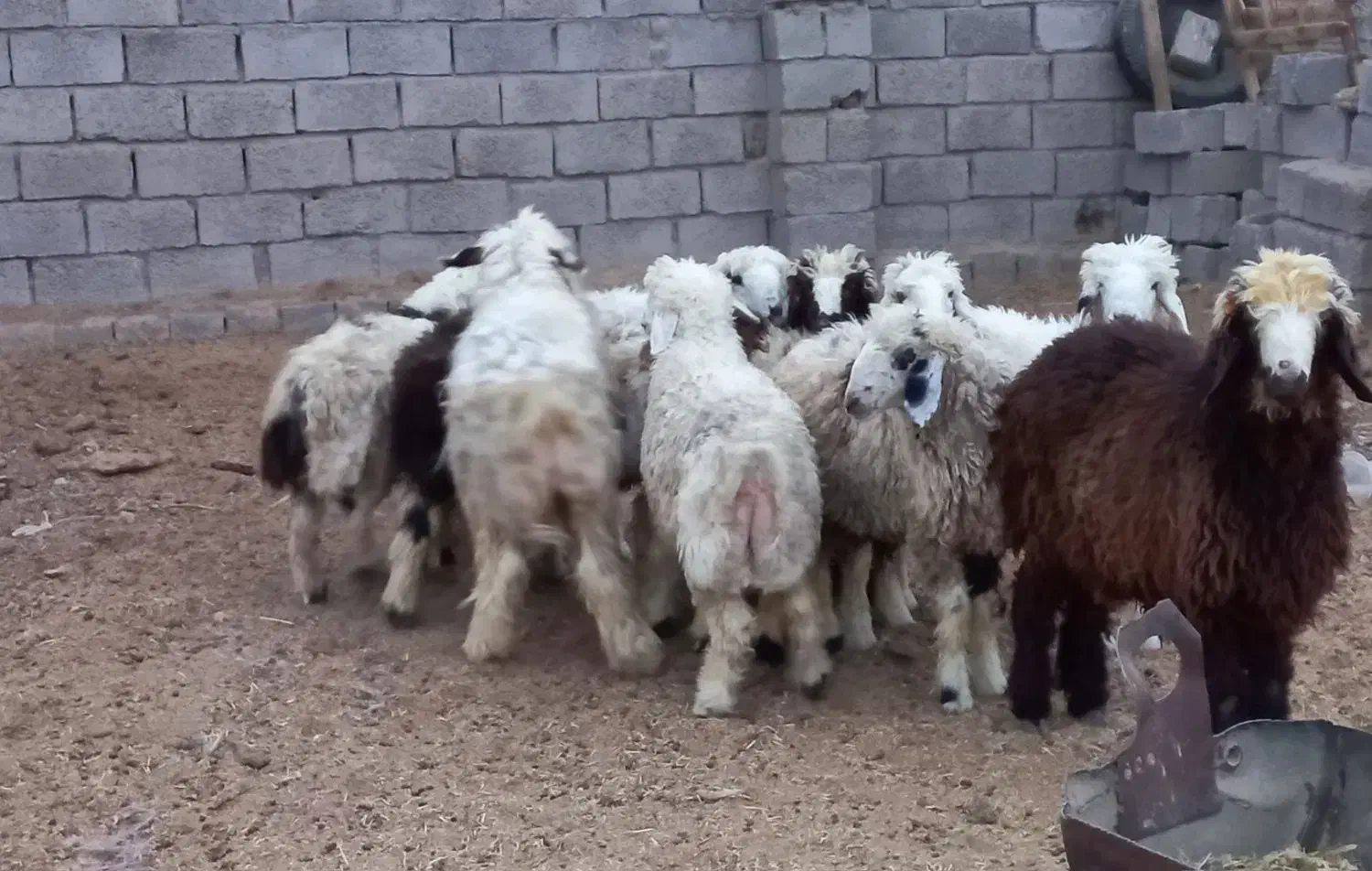 بره نر|حیوانات مزرعه|بردسیر, |دیوار