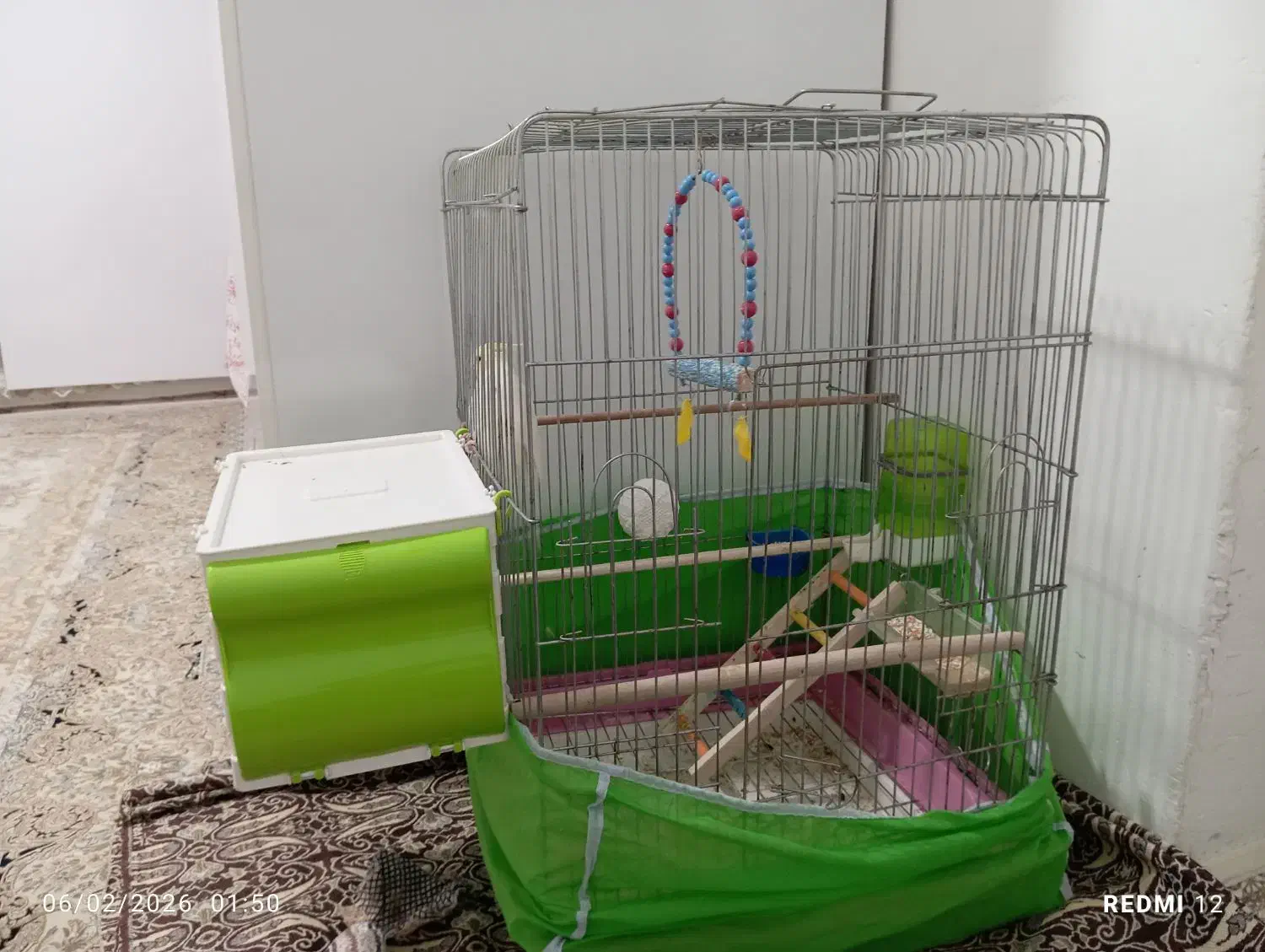 عروس هلندی|پرنده|پیرانشهر, |دیوار