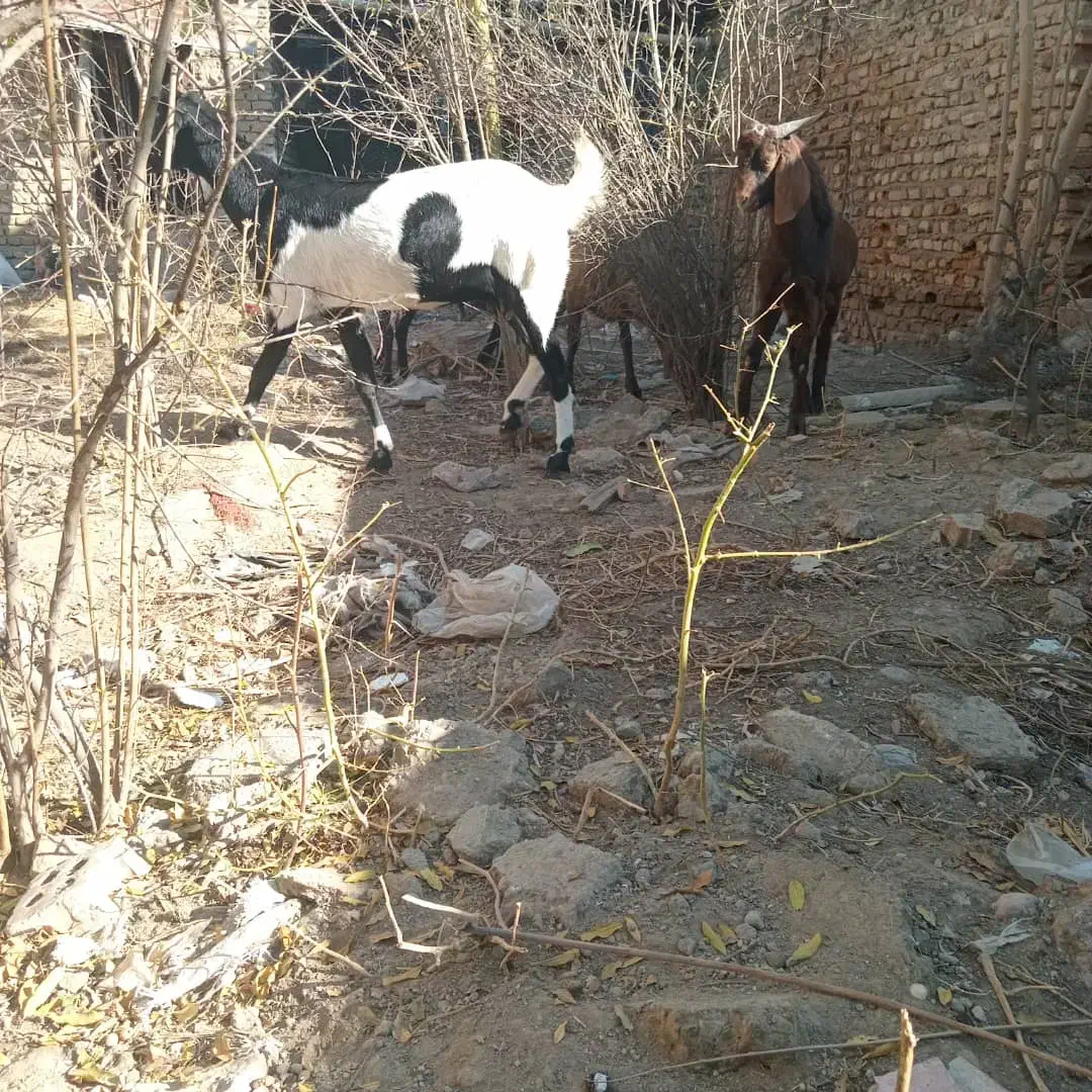 بز ابست سنگین نر بزغاله چاق|حیوانات مزرعه|گنبد کاووس, |دیوار