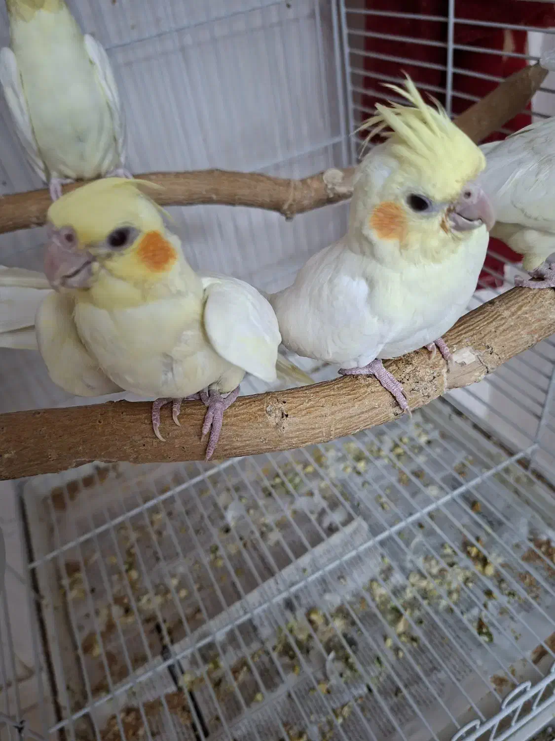 جوجه عروس هلندی فوق العاده زیبا|پرنده|قزوین, |دیوار