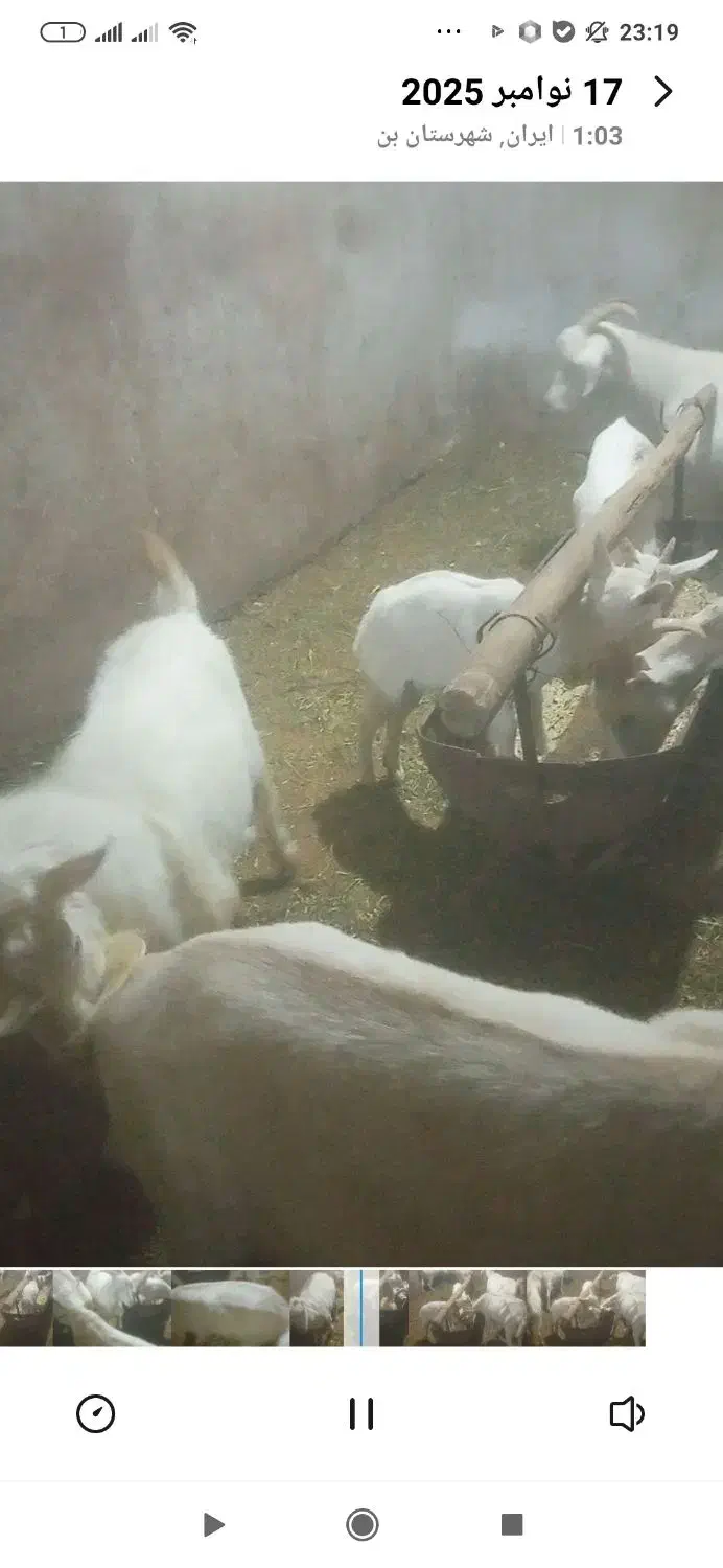 نر بز اصل سانن لنگه سه قول|حیوانات مزرعه|بن, |دیوار