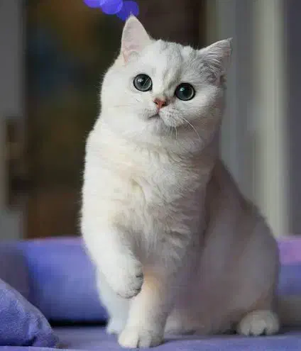 گربه بریتیش سیلور خالص (پت شاپ نیستم)|گربه|تهران, پونک|دیوار