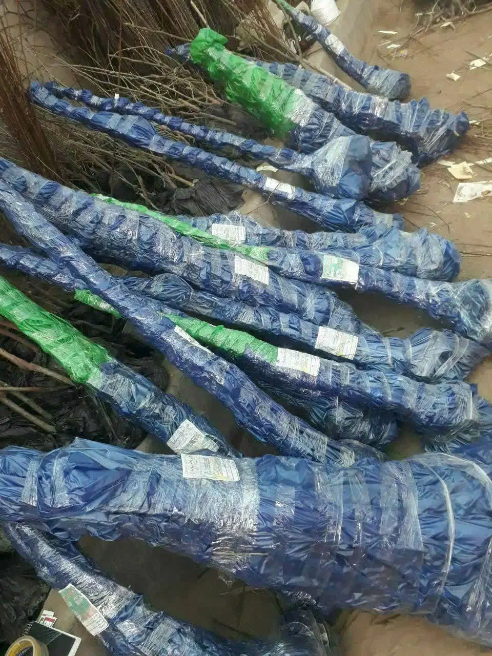 تولیدنهال سنوبر|خدمات باغبانی و درختکاری|نائین, |دیوار