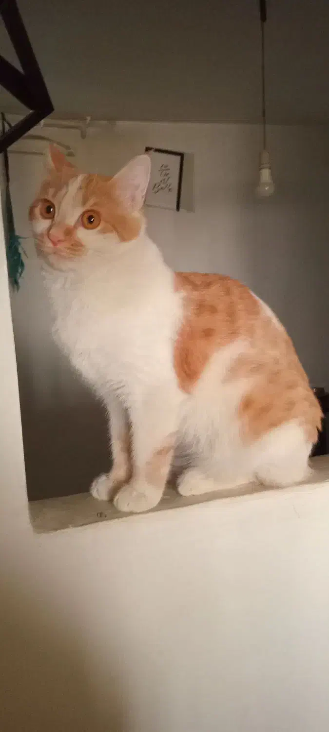 واگذاری گربه خانگی رایگان|گربه|سنندج, |دیوار