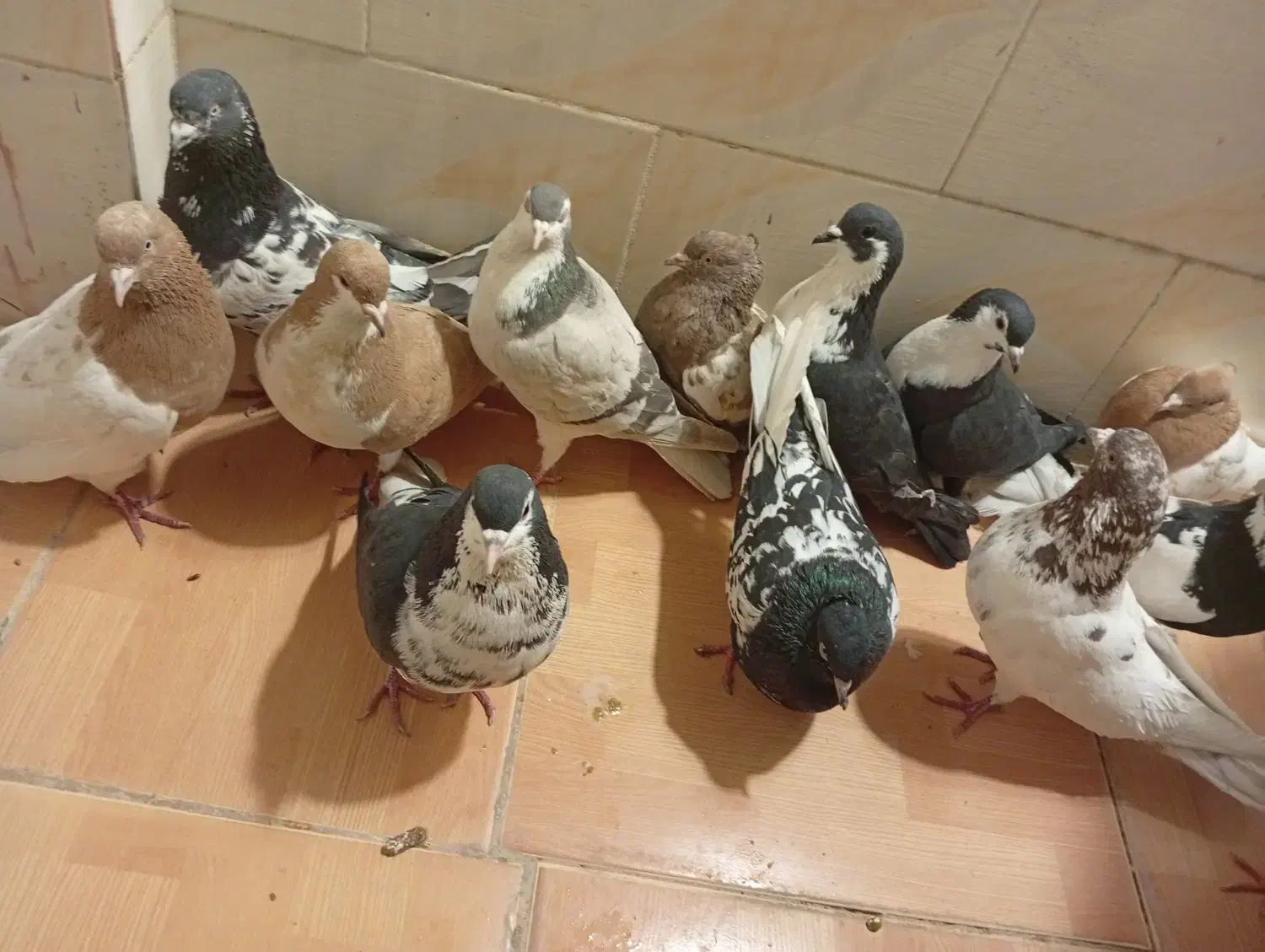 کفتر|پرنده|سرچهان, |دیوار