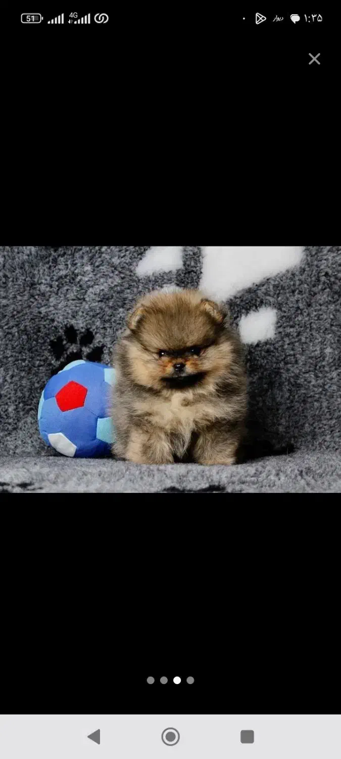 مجموعه سیتی پت پامر پدرو مادر خرسی کیفیت بی نظیر|سگ|مشهد, وکیلآباد|دیوار