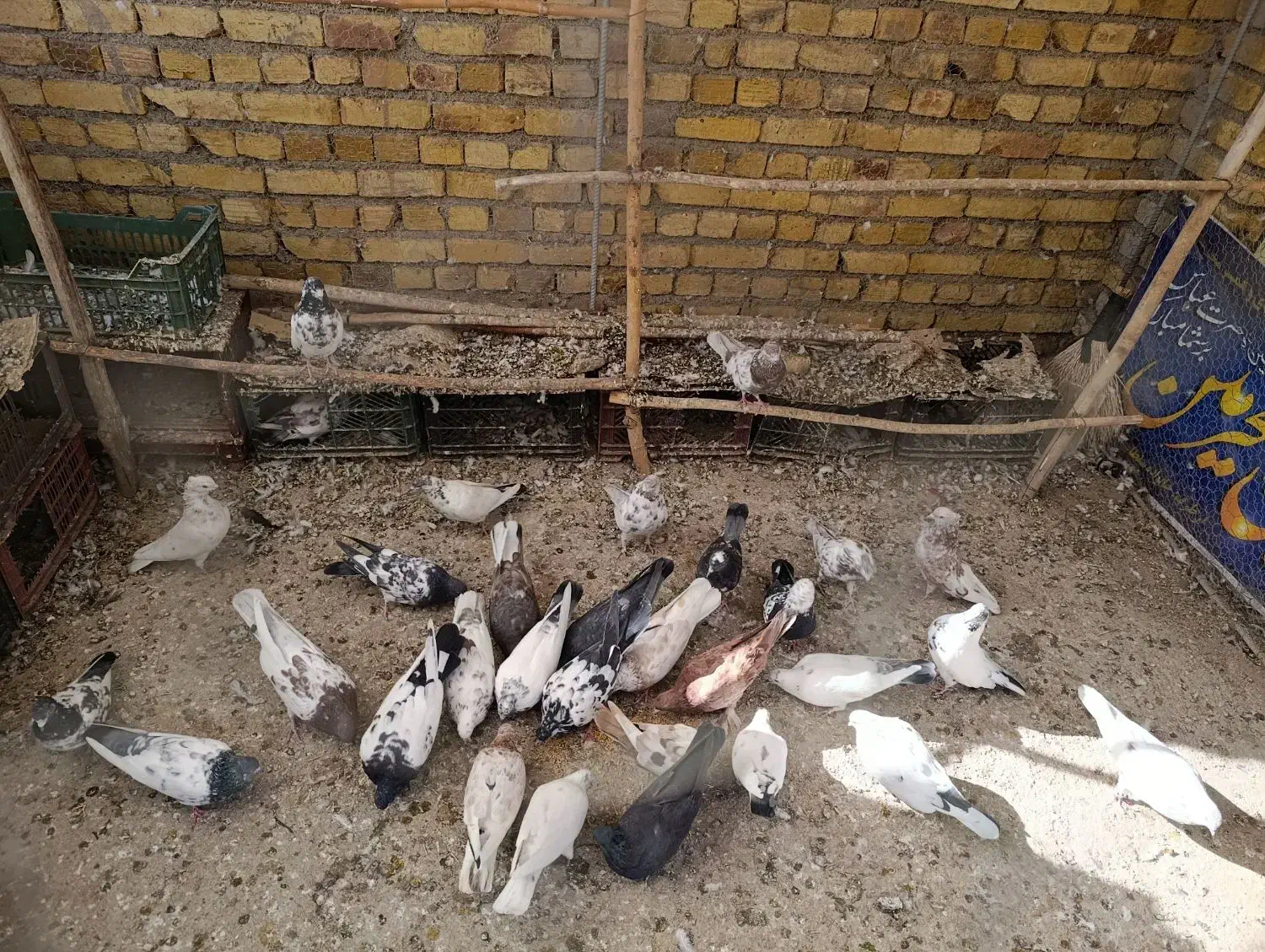 کاکلی|پرنده|خرمدره, |دیوار