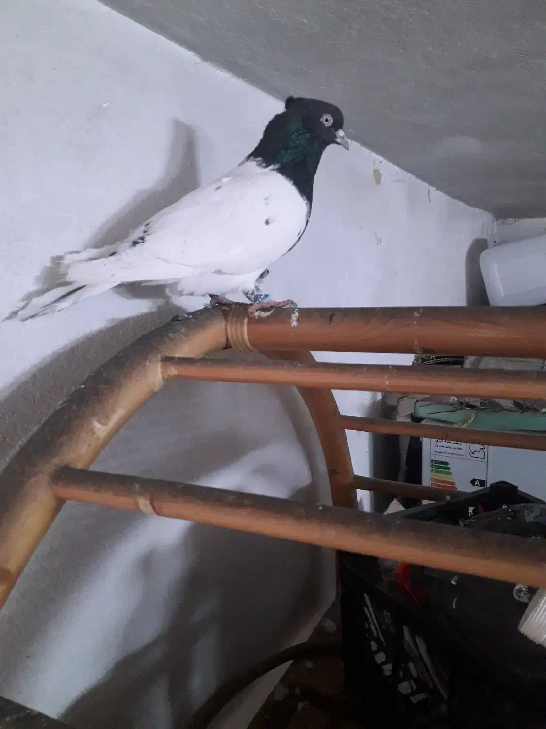 کبوتر|حیوانات|شیراز, کوشک بیدک|دیوار