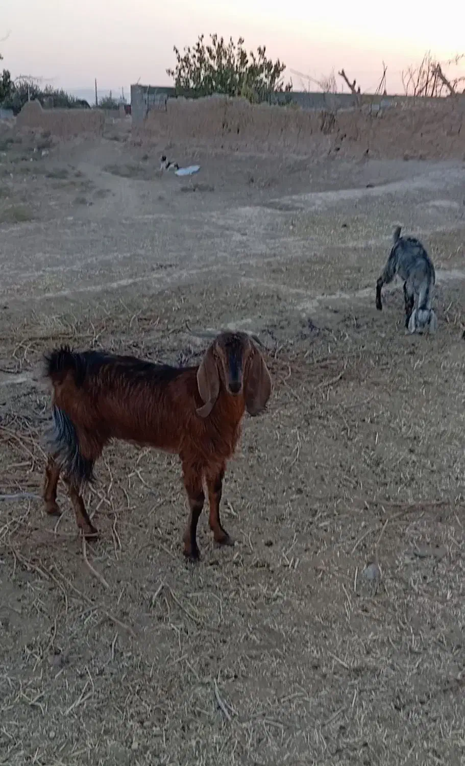 بز و بزغاله فروشی|حیوانات مزرعه|کاشمر, |دیوار