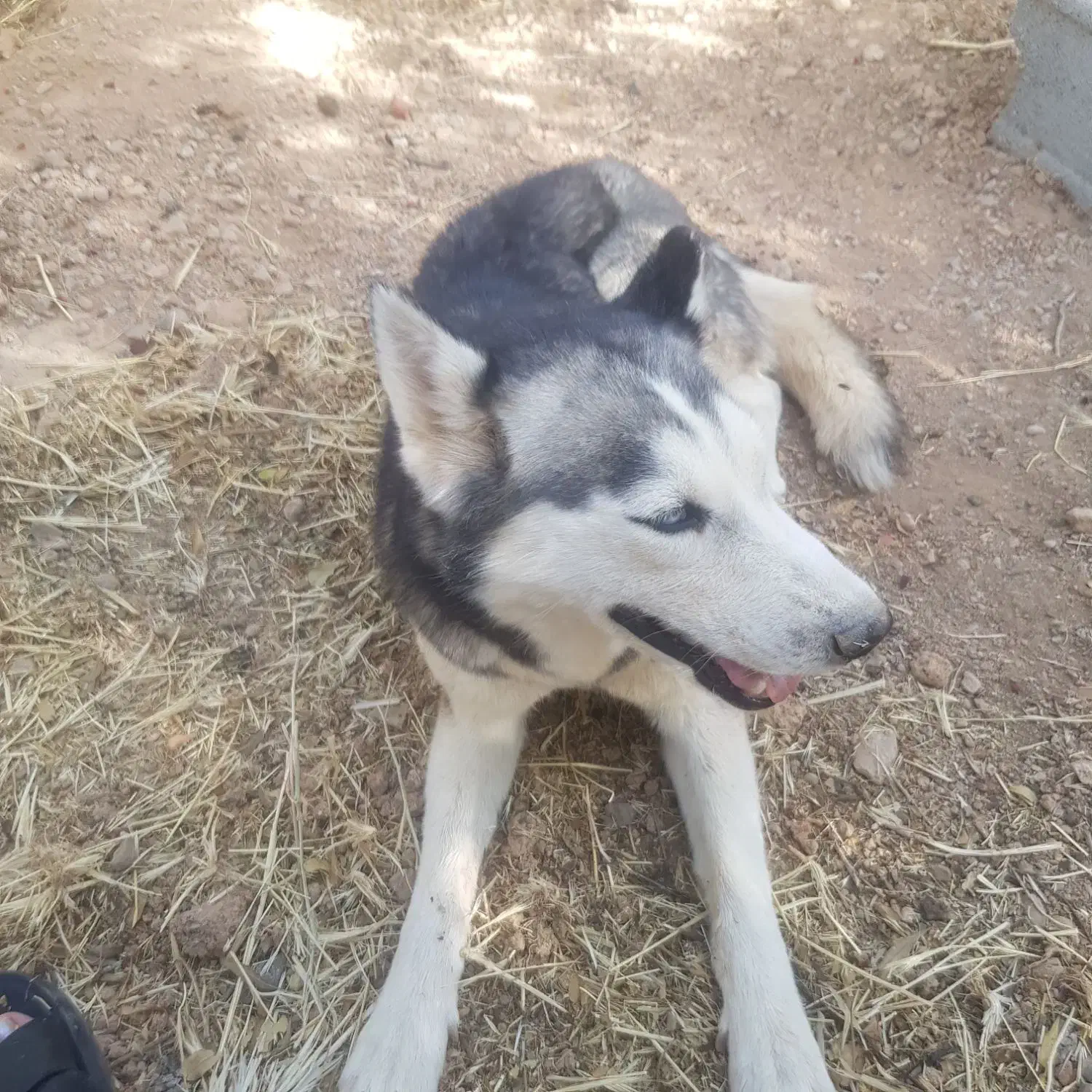 سگ ماده هاسکی|سگ|مبارکه, |دیوار