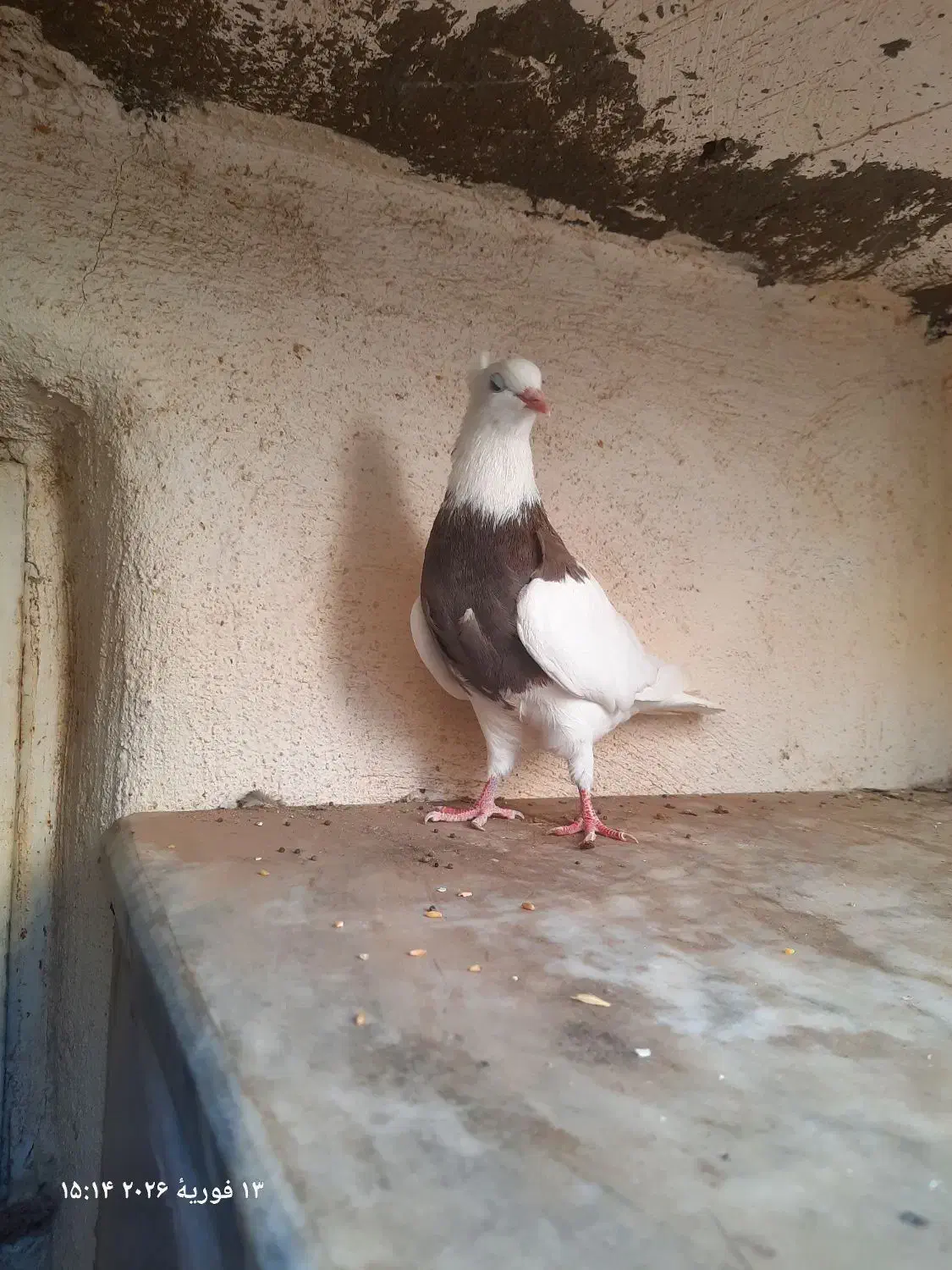 کفتر طوقی|پرنده|قم, فرهنگیان و شهربانی|دیوار