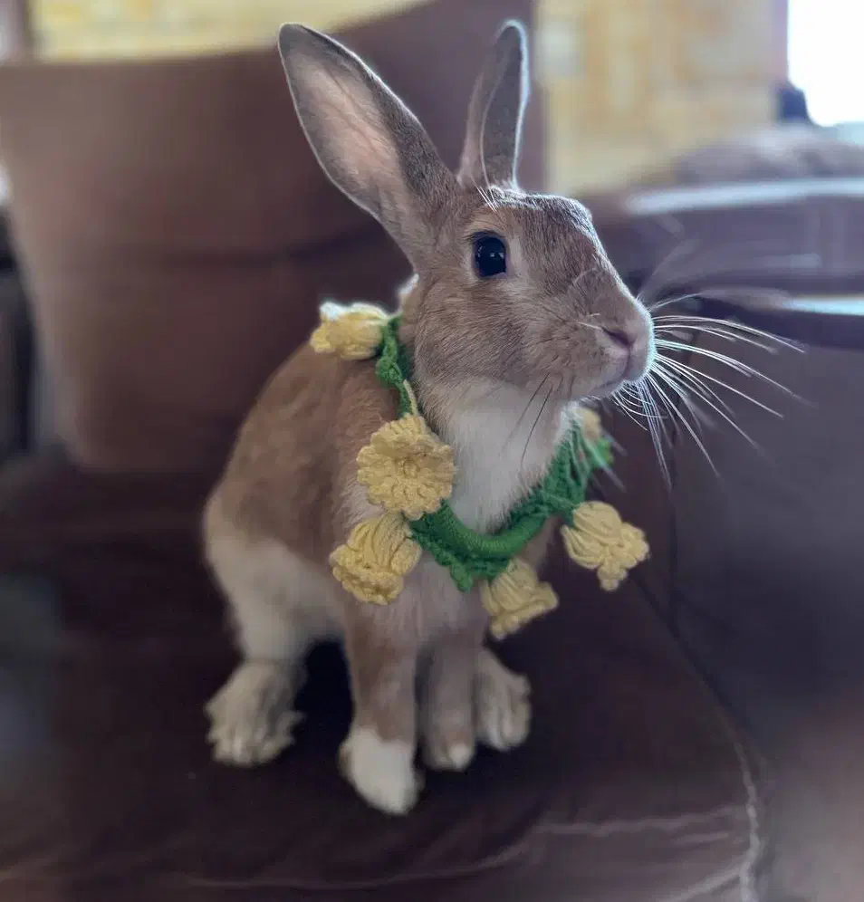 خرگوش نر بالغ|موش و خرگوش|ساری, |دیوار