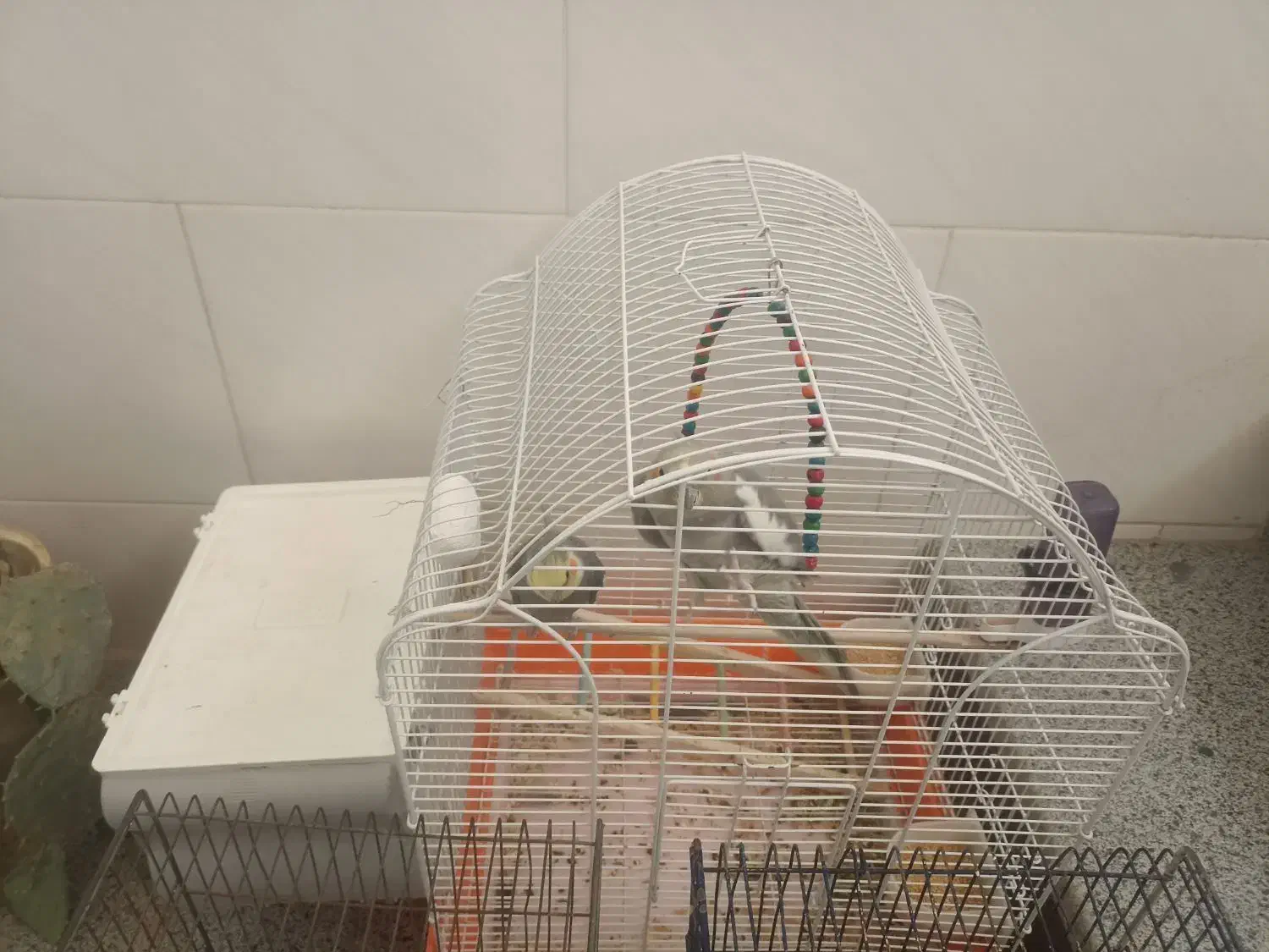 عروس هلندی مرغ عشق|پرنده|شاهین‌شهر, گزبرخوار|دیوار