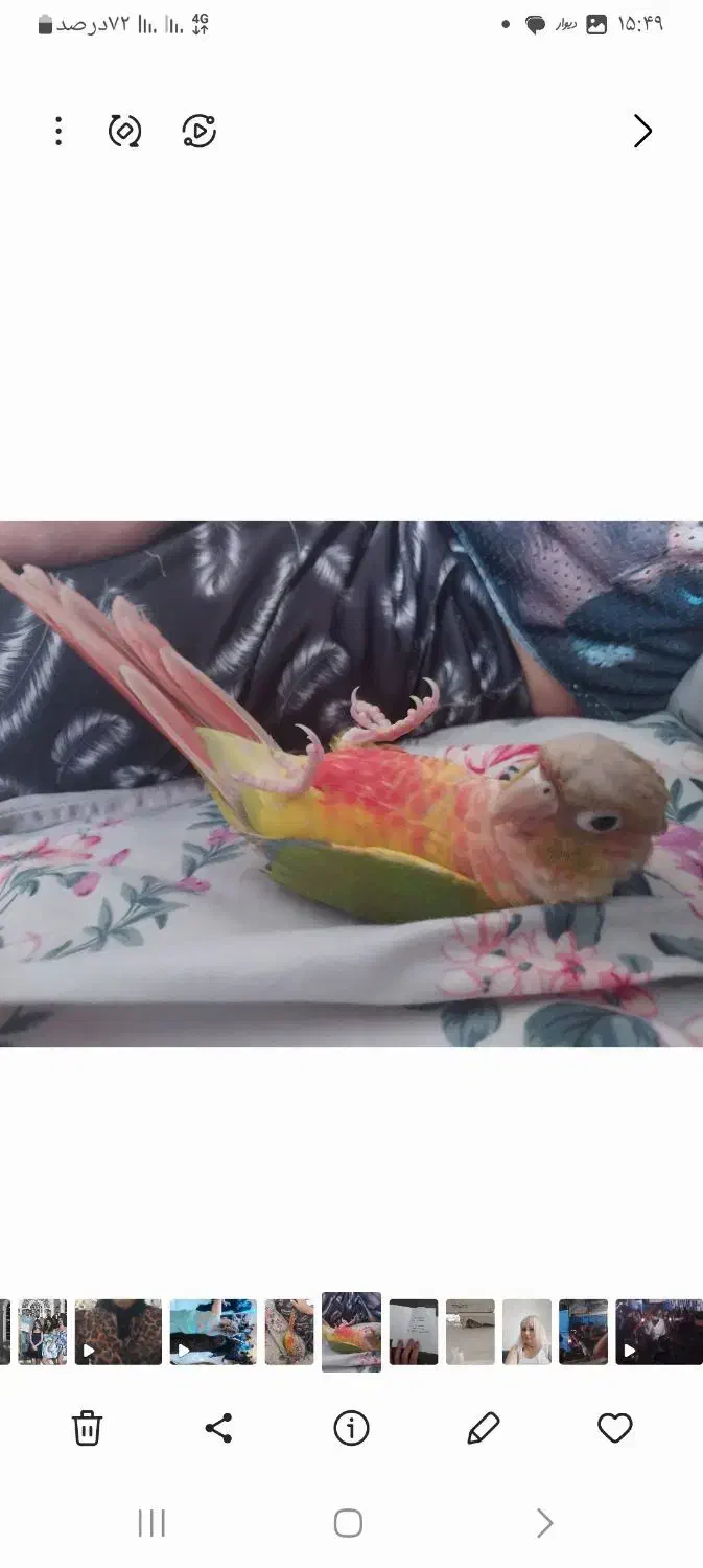 گرینچیک مولد|پرنده|کرج, کرج نو|دیوار