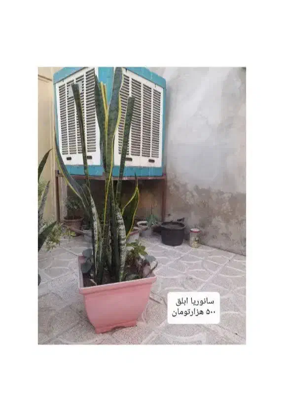 گل و گیاه طبیعی|گل و گیاه طبیعی|خوی, |دیوار