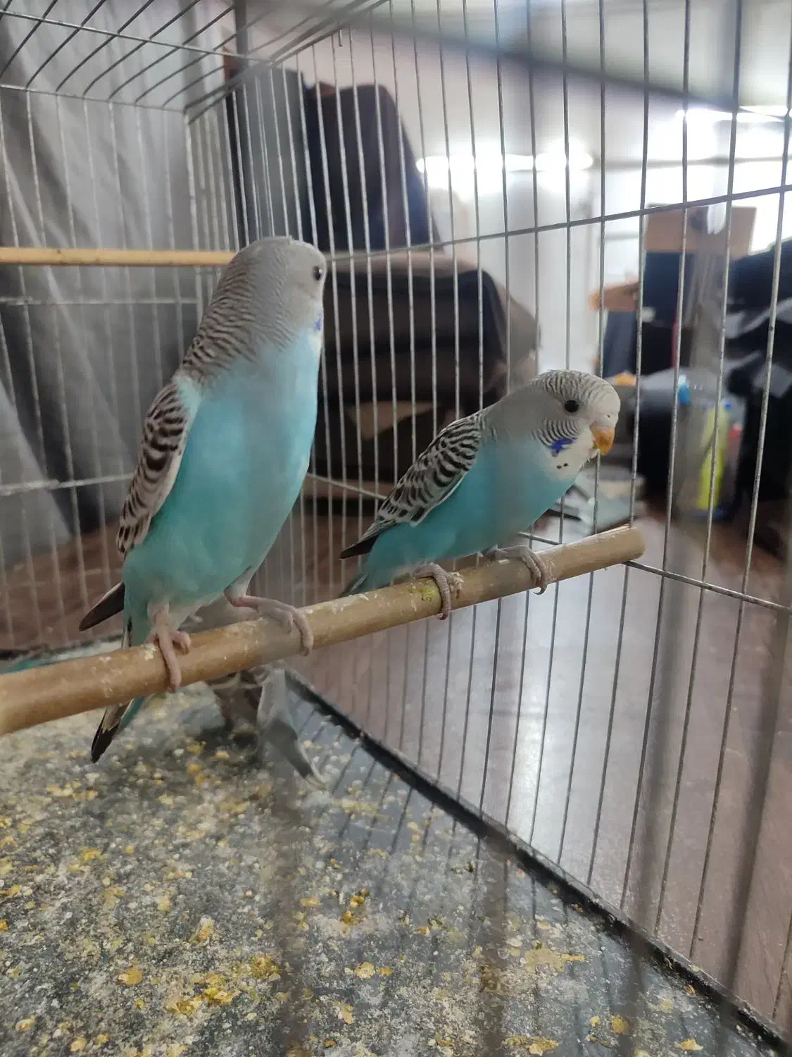 مرغ عشق|پرنده|پاکدشت, پاکدشت (مامازند)|دیوار