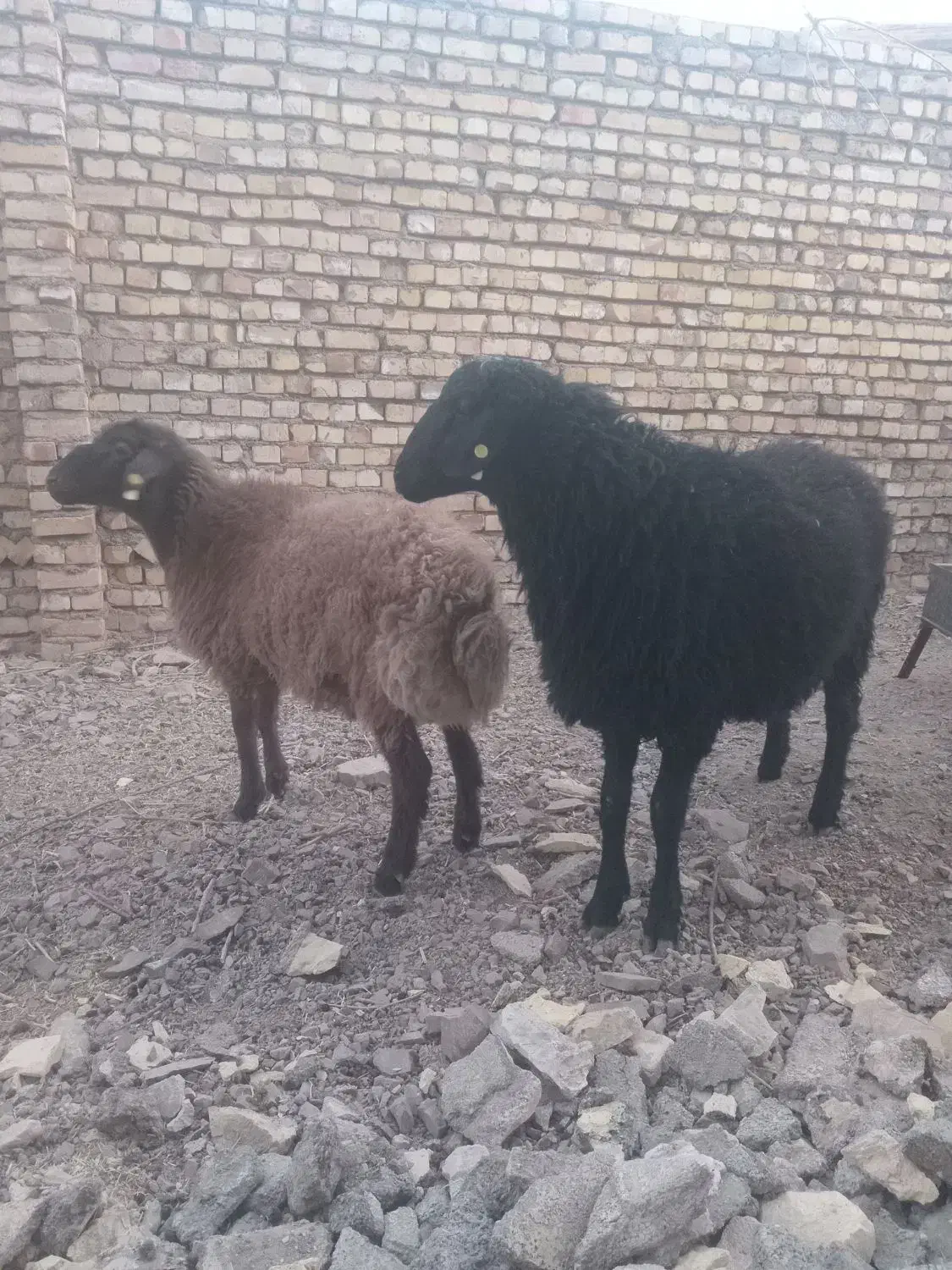 بره نر هترو|حیوانات مزرعه|اسفراین, |دیوار