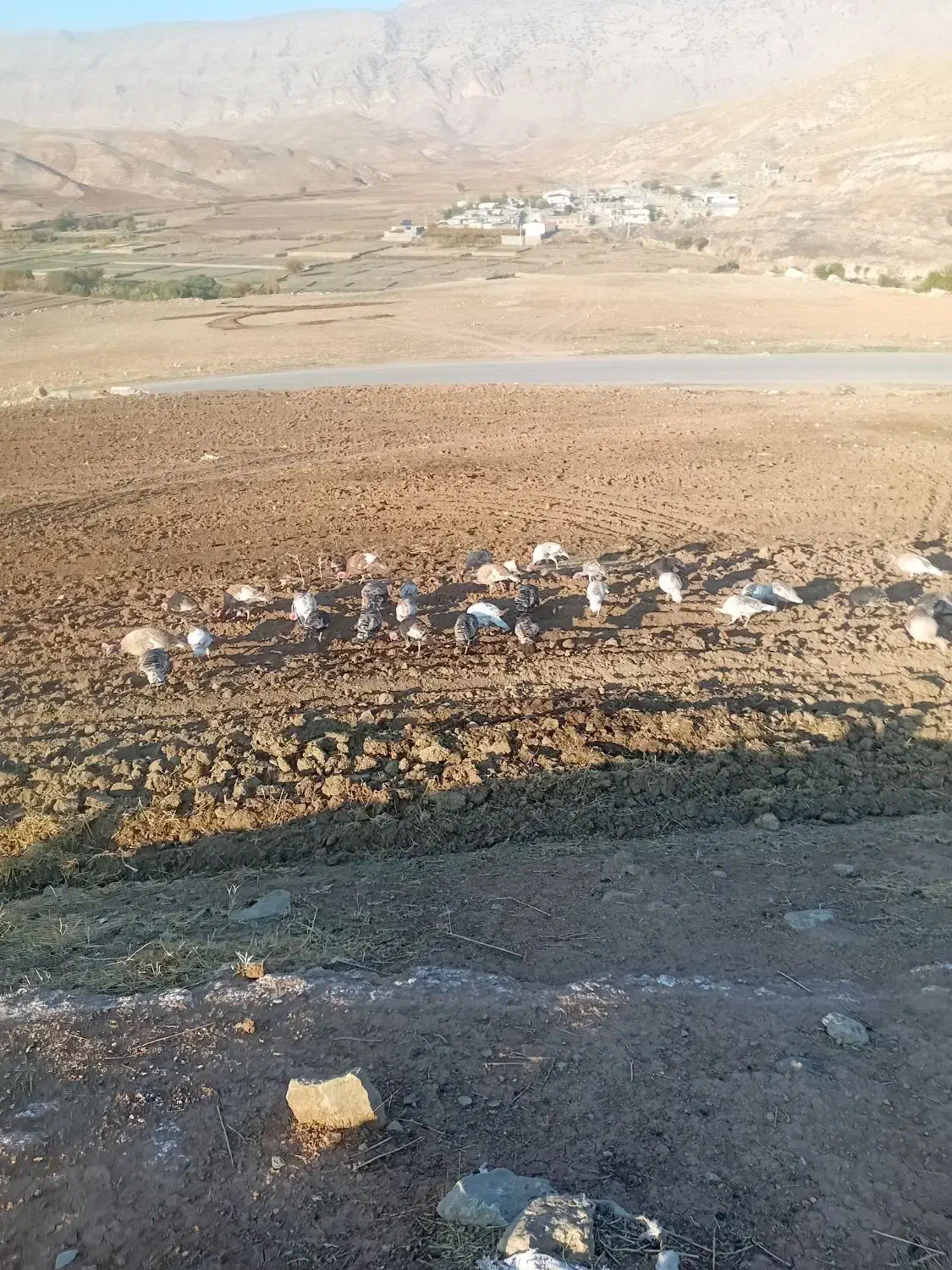 بوقلمون|حیوانات مزرعه|سیروان, |دیوار