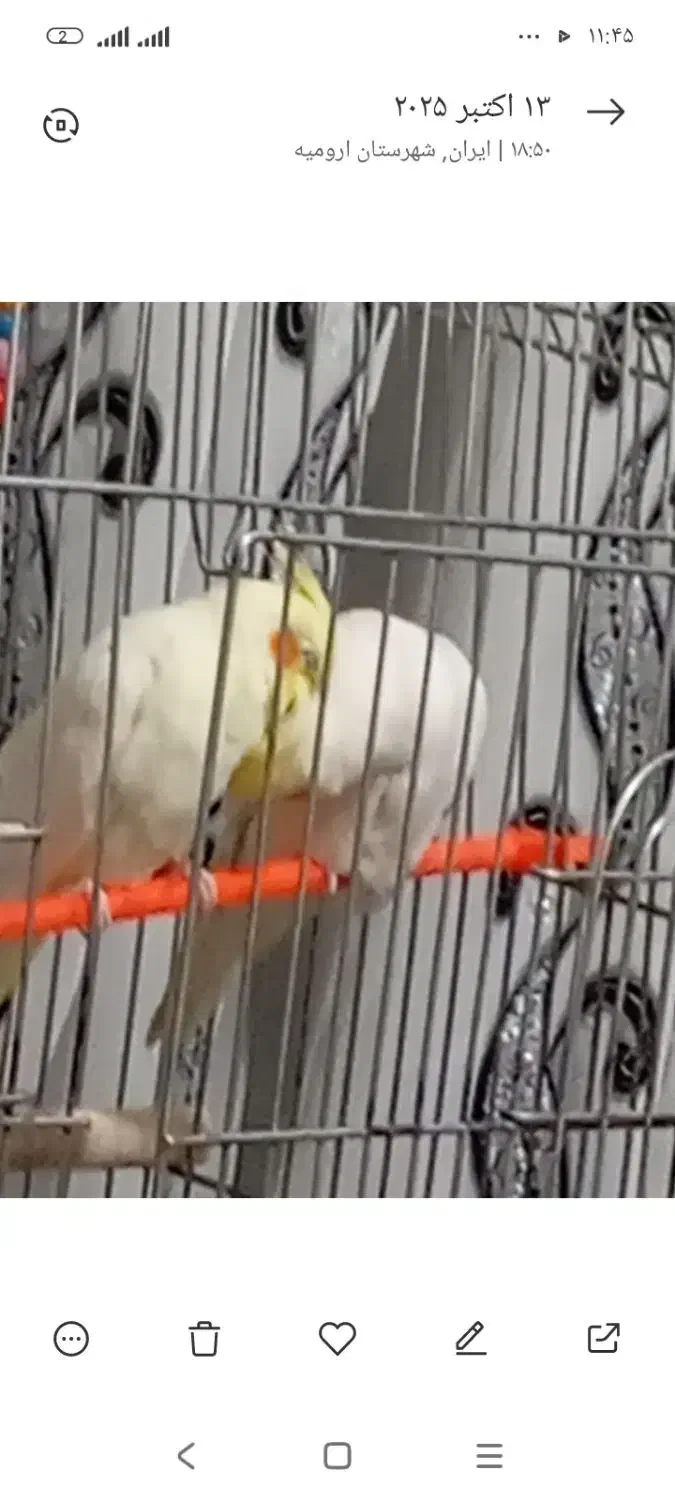 ۲ عدد عروس هلندی زیبا نر و ماده|پرنده|ارومیه, |دیوار