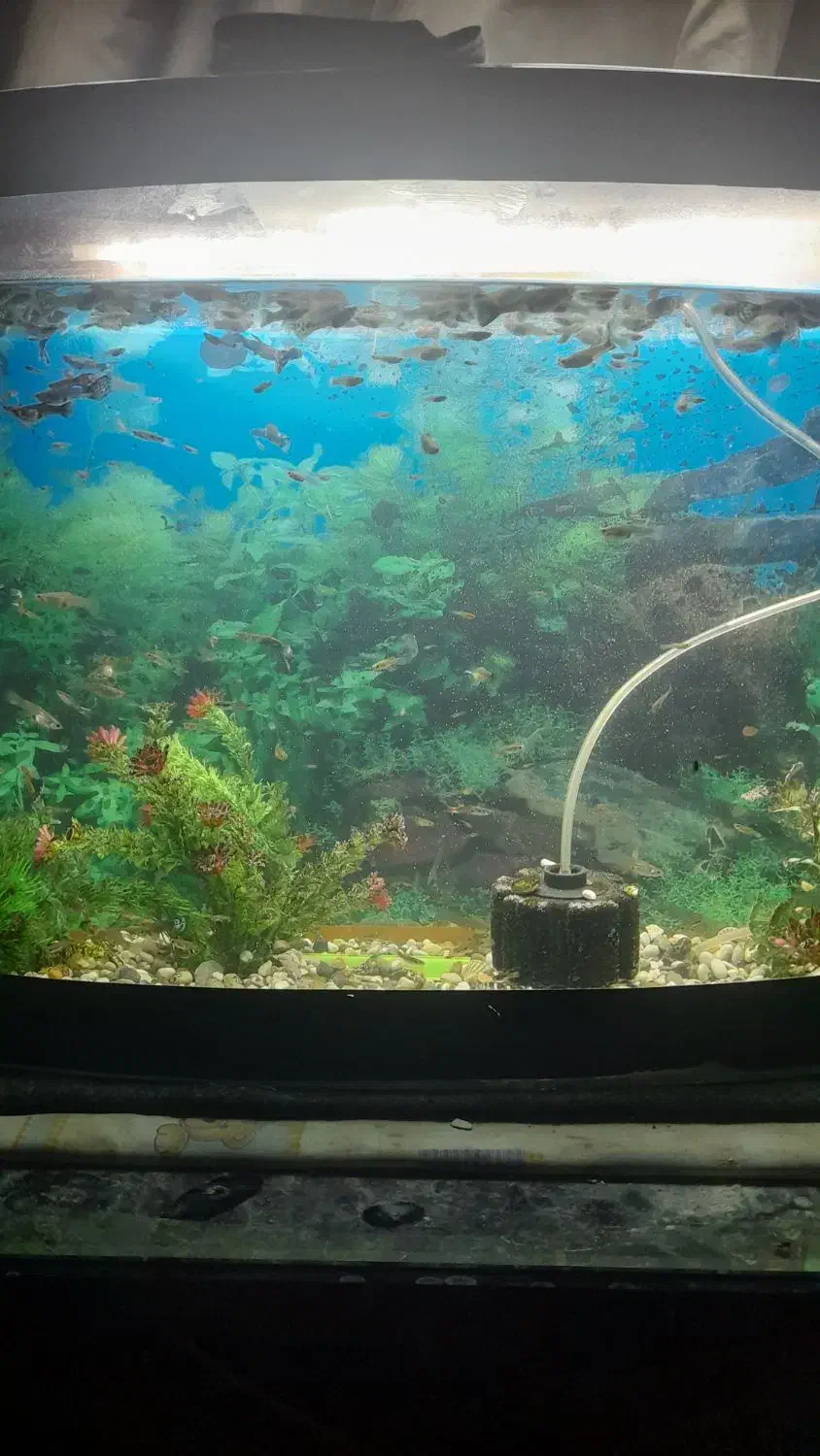 آکواریوم|ماهی|شهر بابک, |دیوار