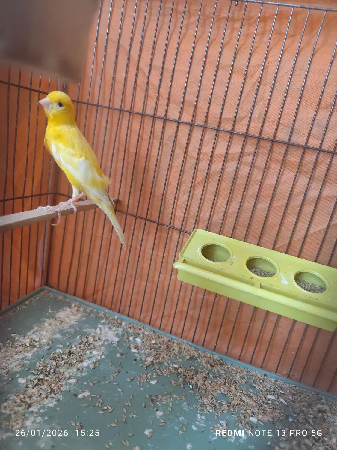 قناری نر|پرنده|محمدیه-قزوین, |دیوار