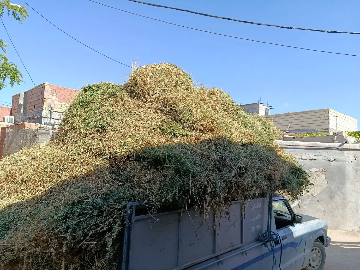 بیده یونجه|عمده‌فروشی|بجنورد, |دیوار