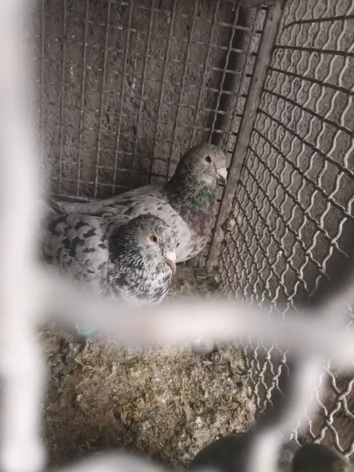 ماده سرور دورگ|پرنده|نجفآباد, جلال آباد|دیوار