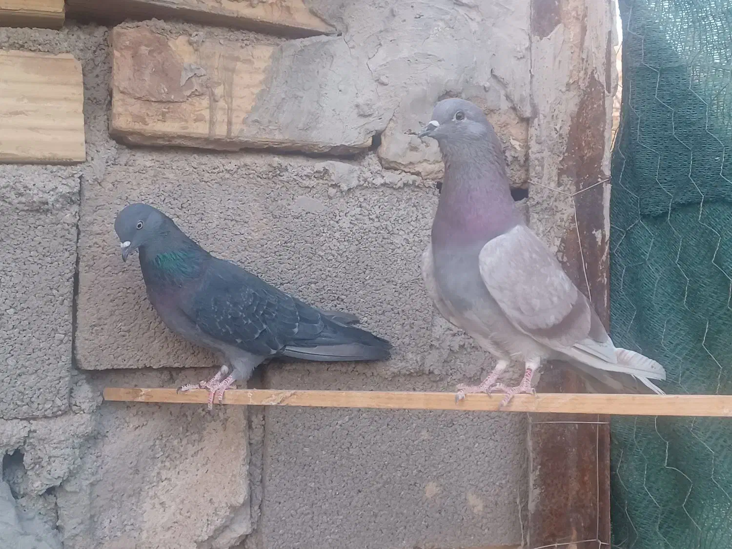 یک جفت نرو ماده دهن خورده|پرنده|سمنان, |دیوار