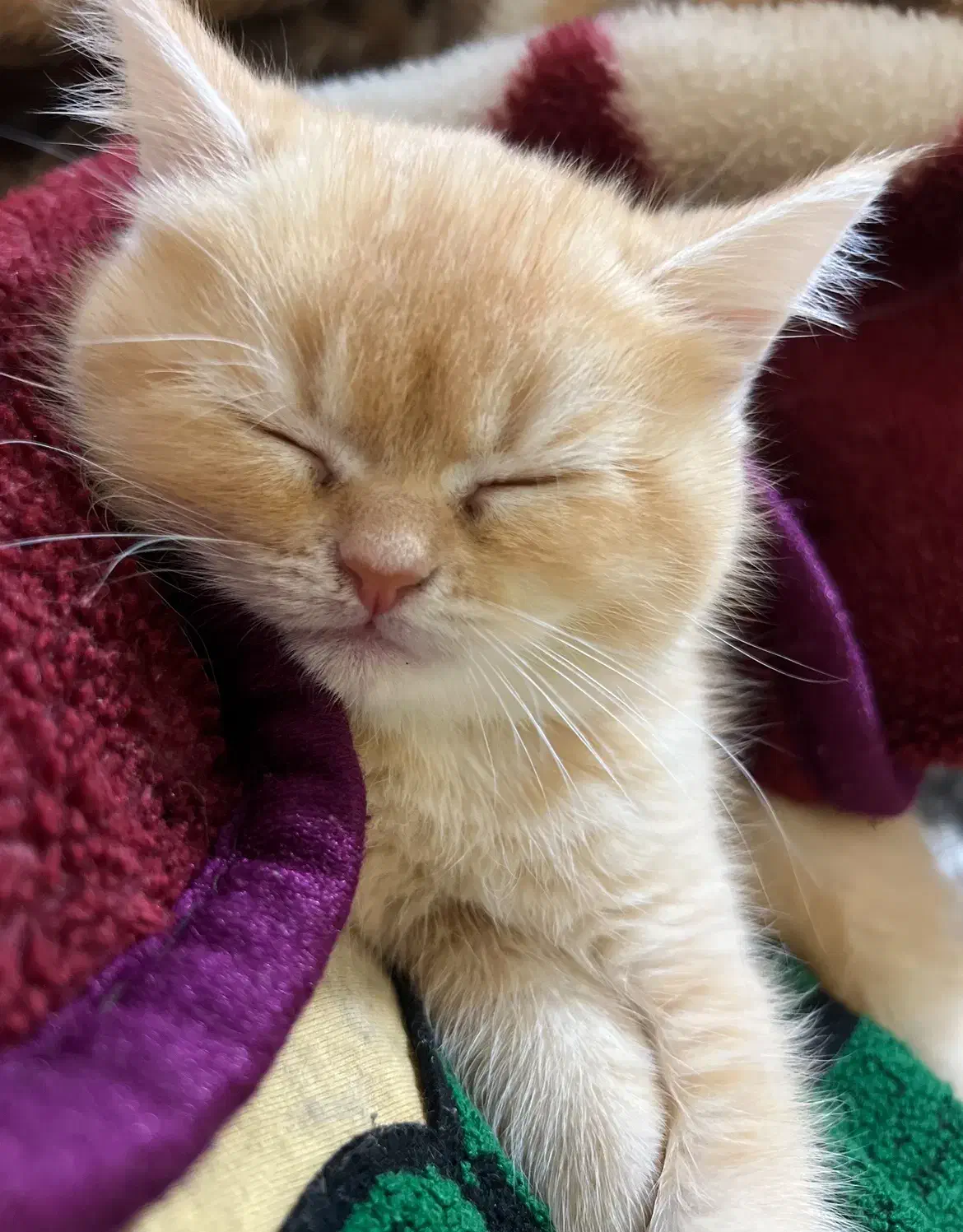 فروش گربه پرشین اسکاتیش|گربه|بندرعباس, |دیوار