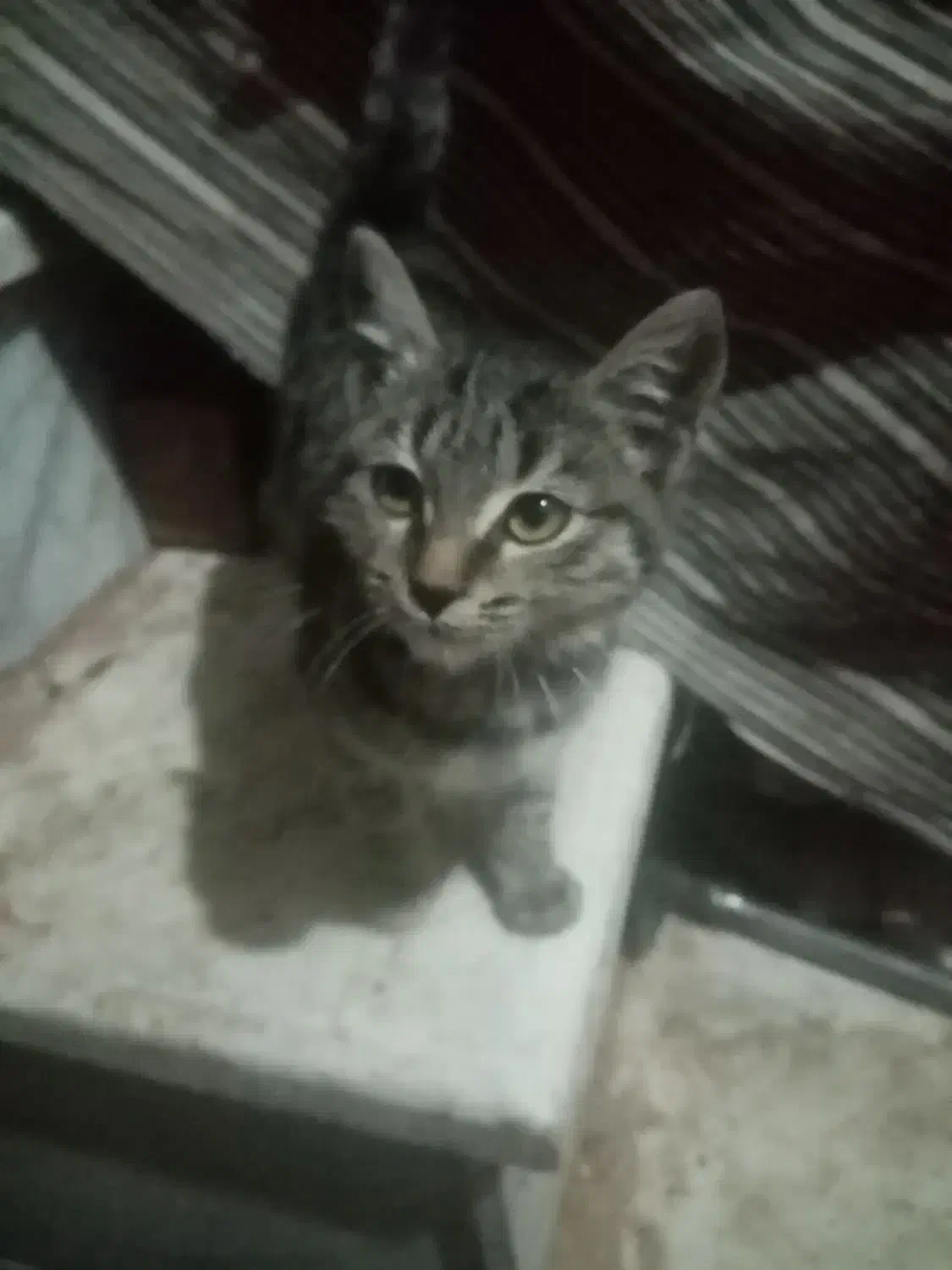 بچه گربه|گربه|سبزوار, قصبه شرقی|دیوار