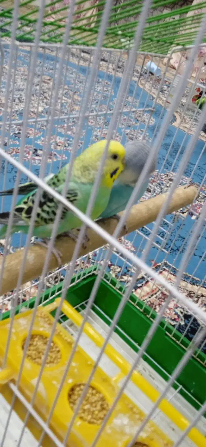 مرغ عشق|پرنده|بومهن, |دیوار