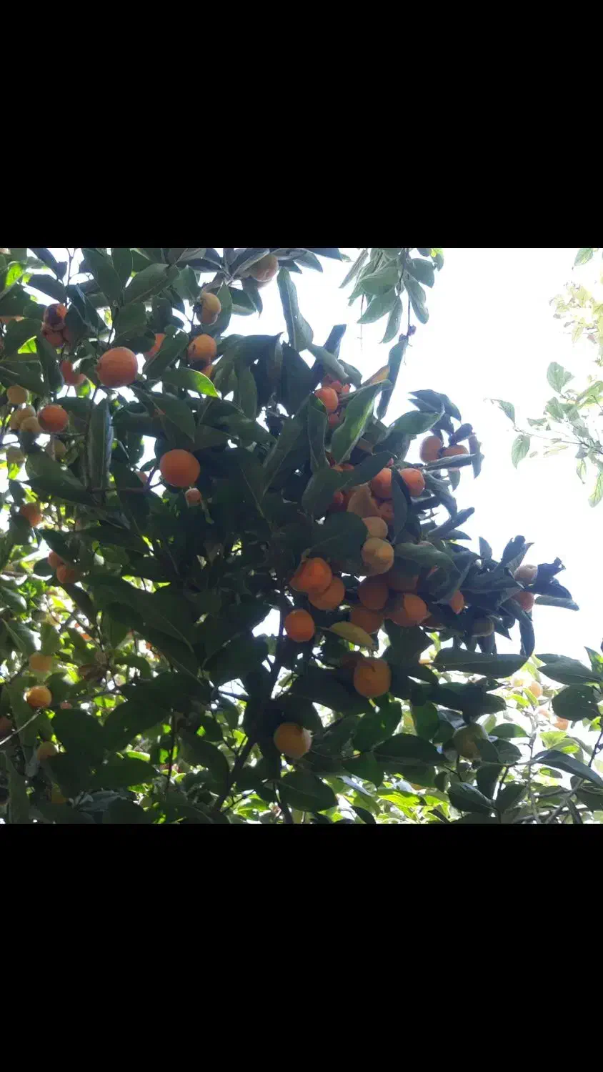 دو درخت خرمالوی دل گاوی وپیوندی بسیارپربار|خوردنی و آشامیدنی|مشکین‌دشت, |دیوار