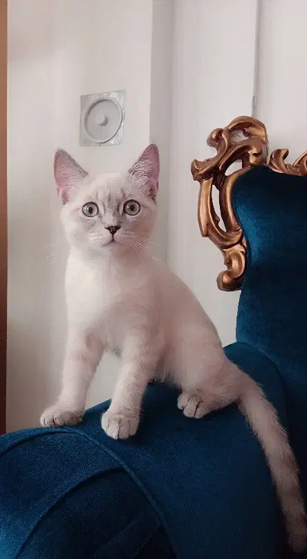 گربه میکس بریتیش سیامی.|گربه|بیرجند, |دیوار