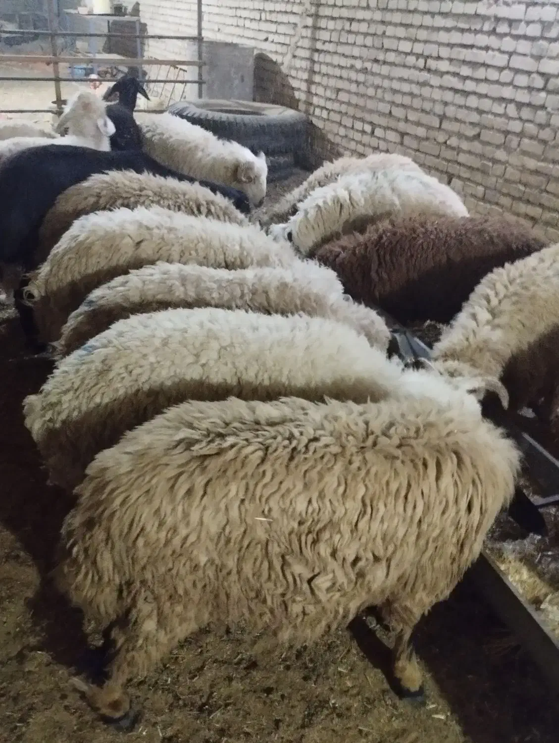 بره‌و‌گوسفند‌|حیوانات مزرعه|اهواز, کارون|دیوار