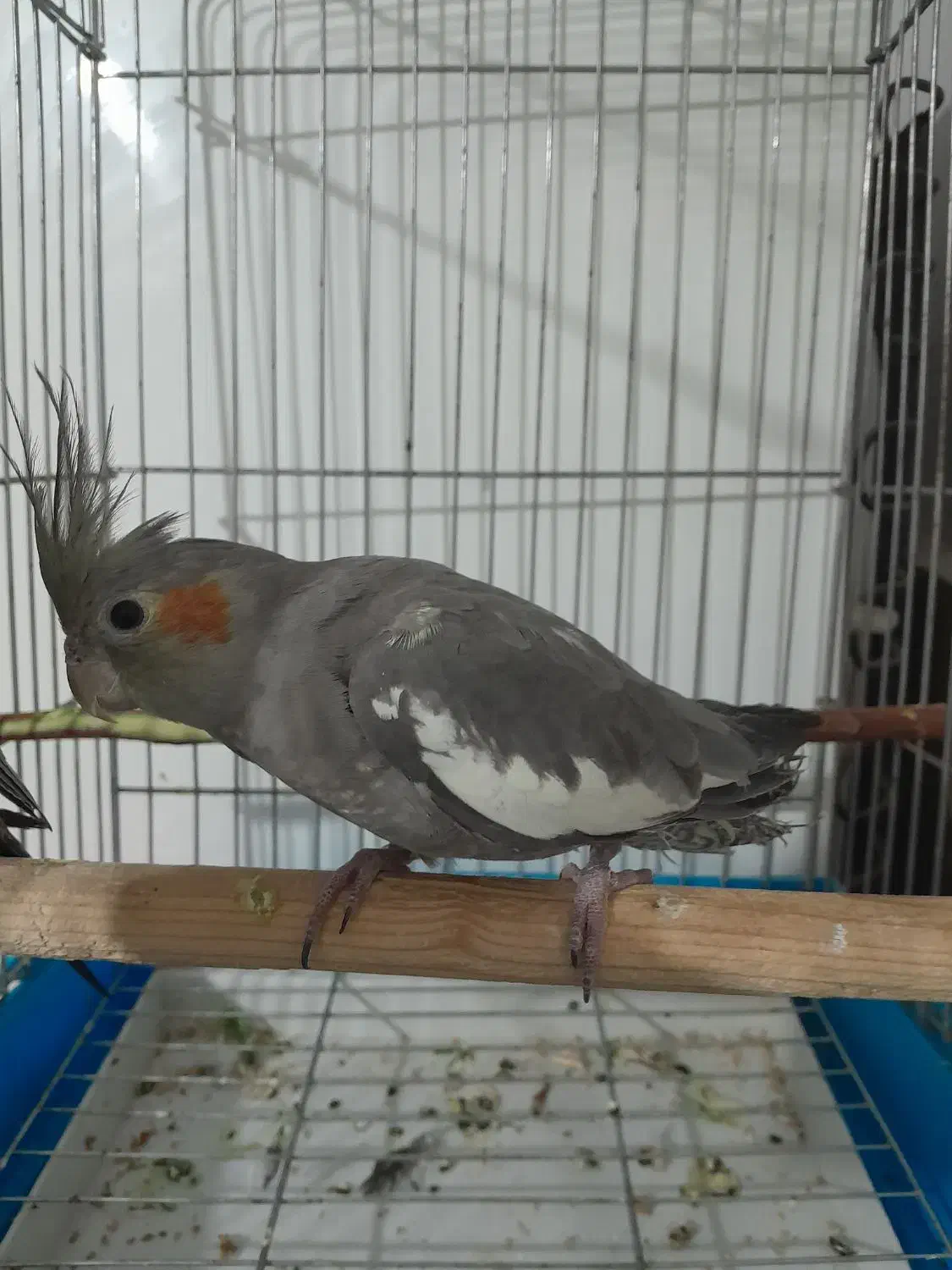 عروس هلندی ماده|پرنده|سنقر, |دیوار