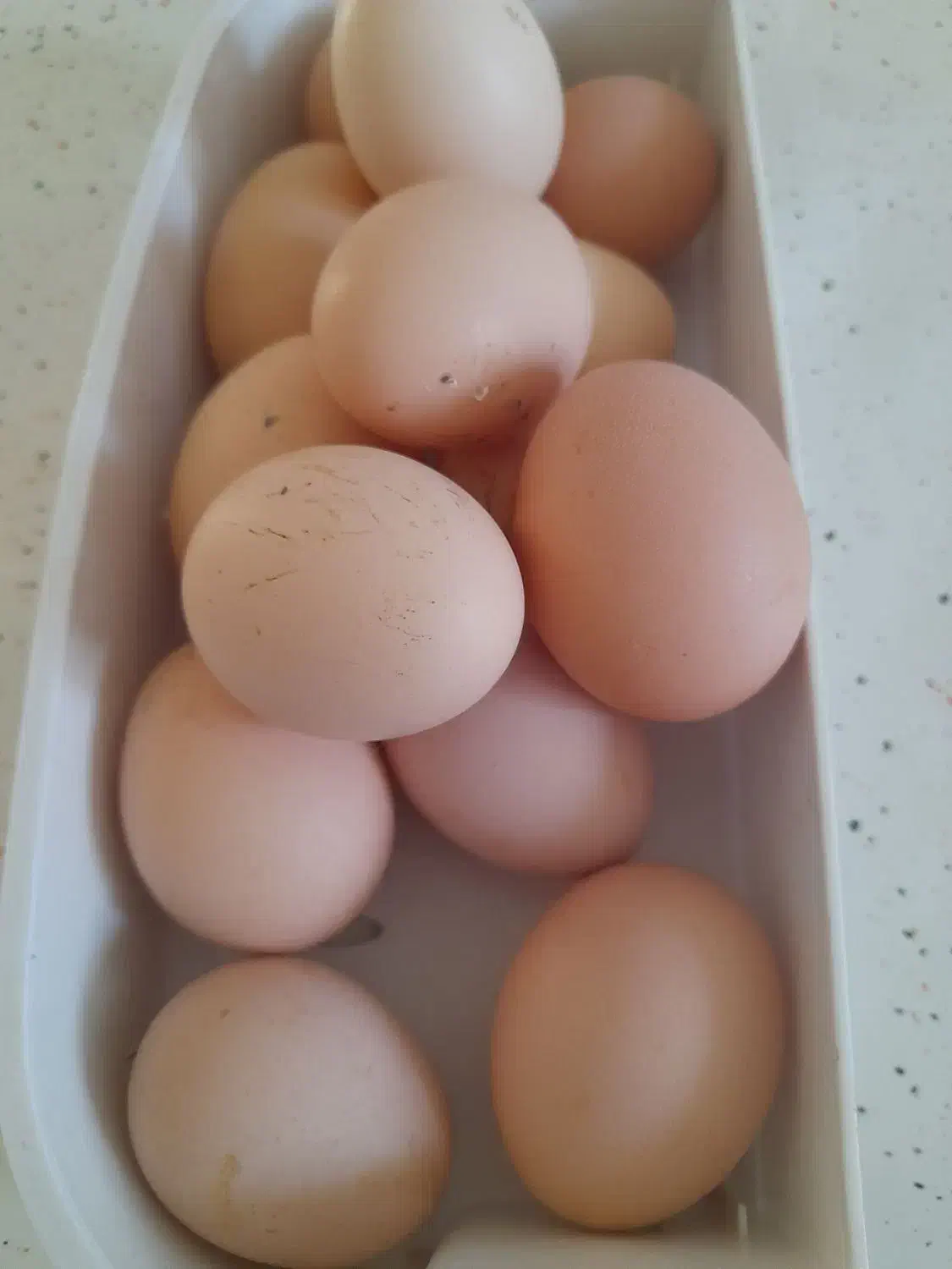 تخم مرغ خانگی.نطفه دار|خوردنی و آشامیدنی|نجفآباد, شیخ آباد|دیوار