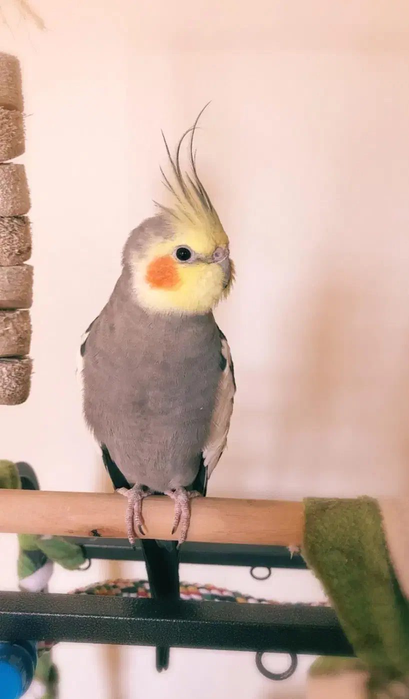 عروس هلندی|پرنده|سراوان, |دیوار